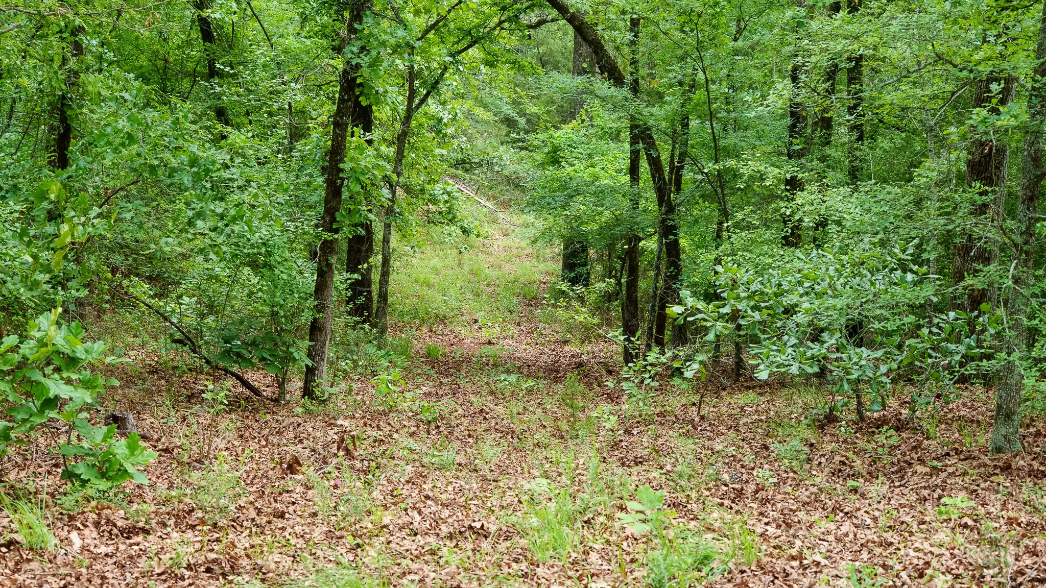 Improved Land For Sale in Van Zandt County , TBD State Highway 64 2, Ben Wheeler, Texas 75754, 0, 0, Garage spaces, 0 Sqft, built in 0, mls#21403895, Real Estate Agent in Ben Wheeler, Homes For Sale in Van Zandt county, Homes For Sale in Ben Wheeler, Realtor in Ben Wheeler Texas, Real Estate Brokerage Independent Realty Texas, Luminita Cordes Realtor