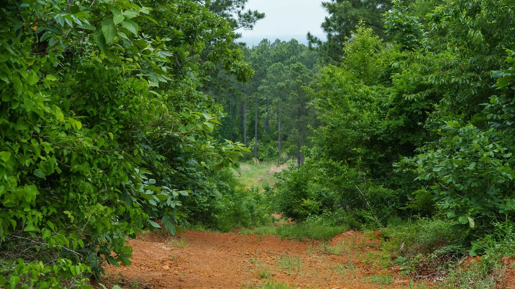 Improved Land For Sale in Van Zandt County , TBD State Highway 64 2, Ben Wheeler, Texas 75754, 0, 0, Garage spaces, 0 Sqft, built in 0, mls#21403895, Real Estate Agent in Ben Wheeler, Homes For Sale in Van Zandt county, Homes For Sale in Ben Wheeler, Realtor in Ben Wheeler Texas, Real Estate Brokerage Independent Realty Texas, Luminita Cordes Realtor