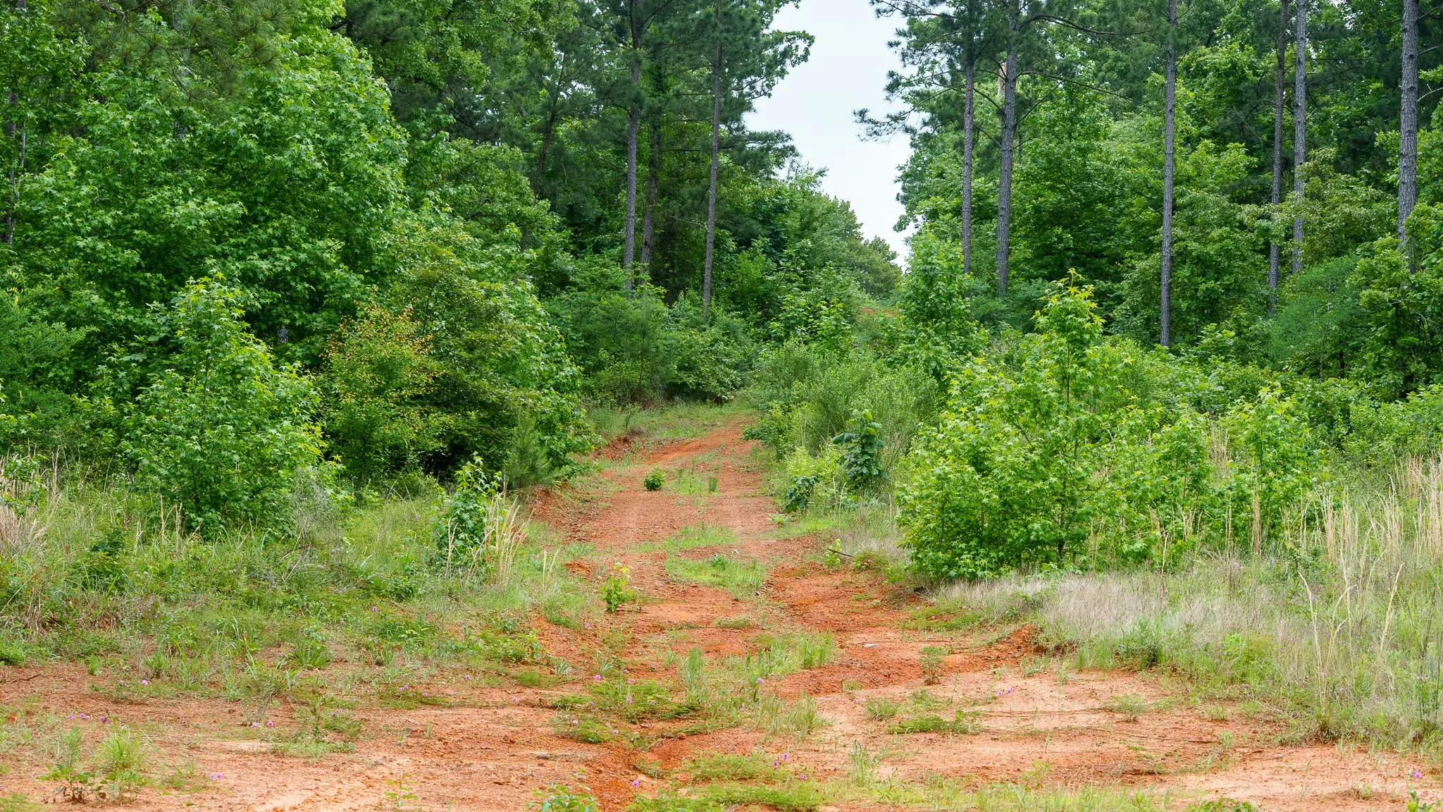 Improved Land For Sale in Van Zandt County , TBD State Highway 64 2, Ben Wheeler, Texas 75754, 0, 0, Garage spaces, 0 Sqft, built in 0, mls#21403895, Real Estate Agent in Ben Wheeler, Homes For Sale in Van Zandt county, Homes For Sale in Ben Wheeler, Realtor in Ben Wheeler Texas, Real Estate Brokerage Independent Realty Texas, Luminita Cordes Realtor