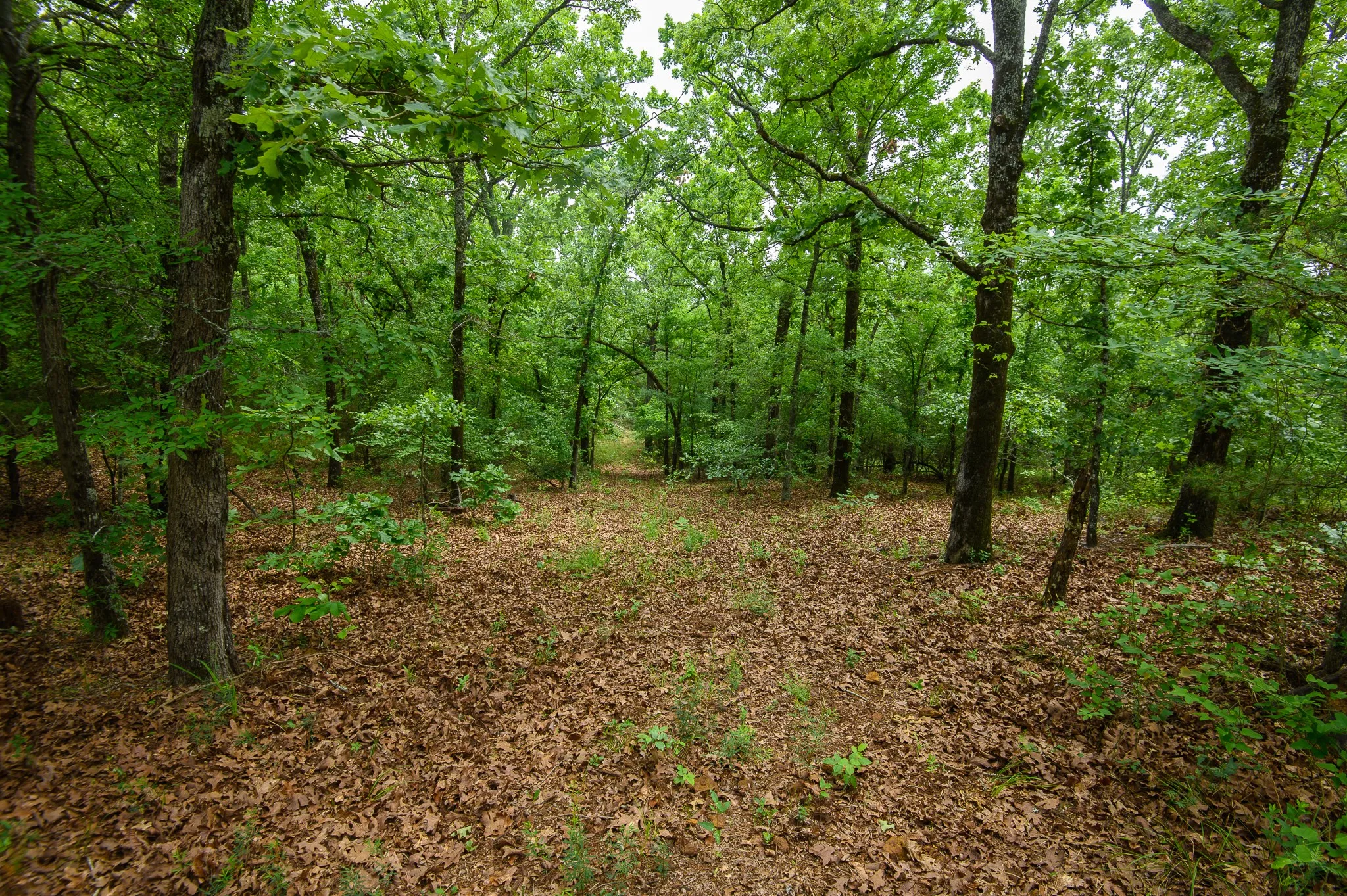 Improved Land For Sale in Van Zandt County , TBD State Highway 64 2, Ben Wheeler, Texas 75754, 0, 0, Garage spaces, 0 Sqft, built in 0, mls#21403895, Real Estate Agent in Ben Wheeler, Homes For Sale in Van Zandt county, Homes For Sale in Ben Wheeler, Realtor in Ben Wheeler Texas, Real Estate Brokerage Independent Realty Texas, Luminita Cordes Realtor