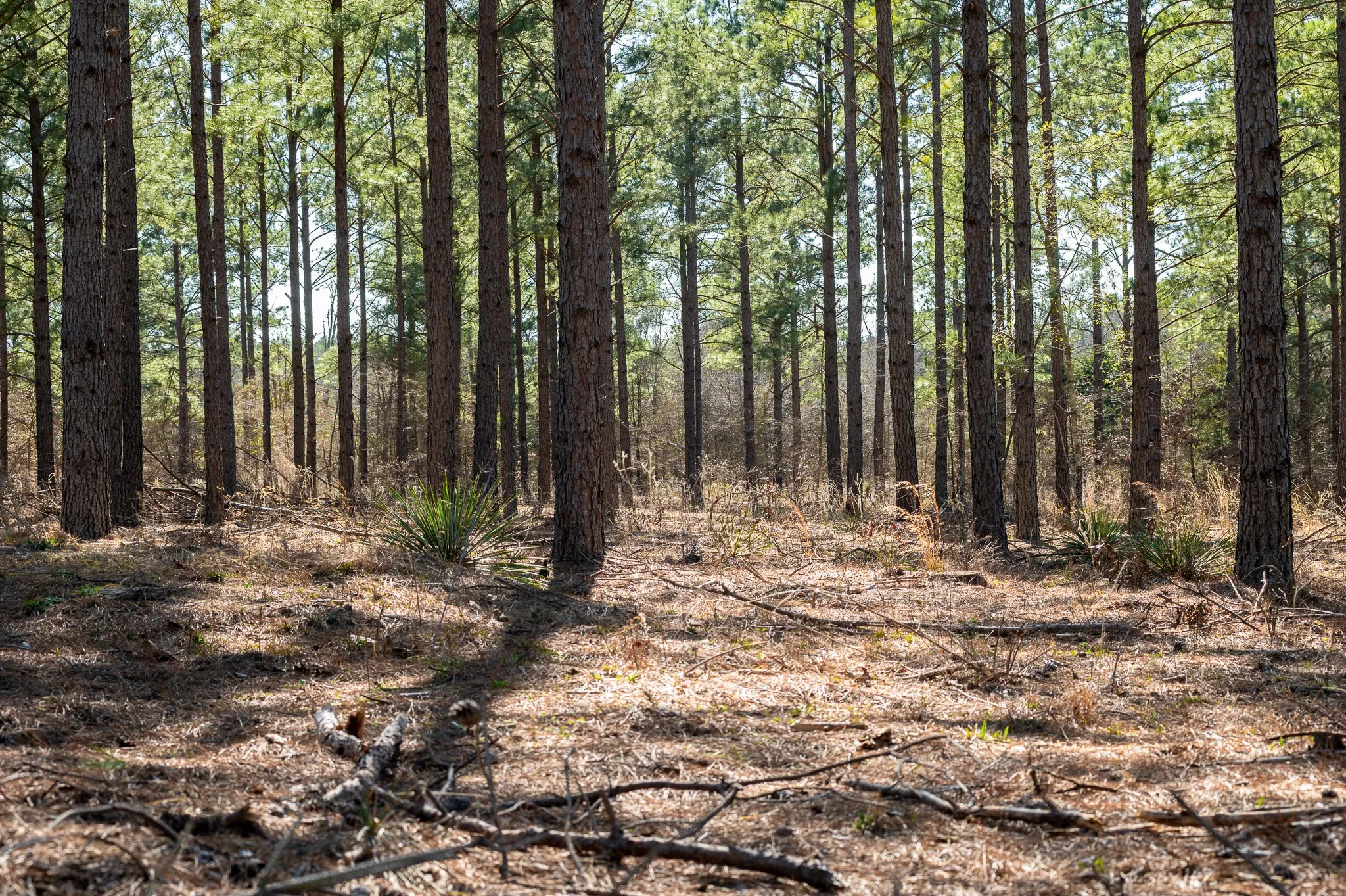 Improved Land For Sale in Van Zandt County , TBD State Highway 64 2, Ben Wheeler, Texas 75754, 0, 0, Garage spaces, 0 Sqft, built in 0, mls#21403895, Real Estate Agent in Ben Wheeler, Homes For Sale in Van Zandt county, Homes For Sale in Ben Wheeler, Realtor in Ben Wheeler Texas, Real Estate Brokerage Independent Realty Texas, Luminita Cordes Realtor