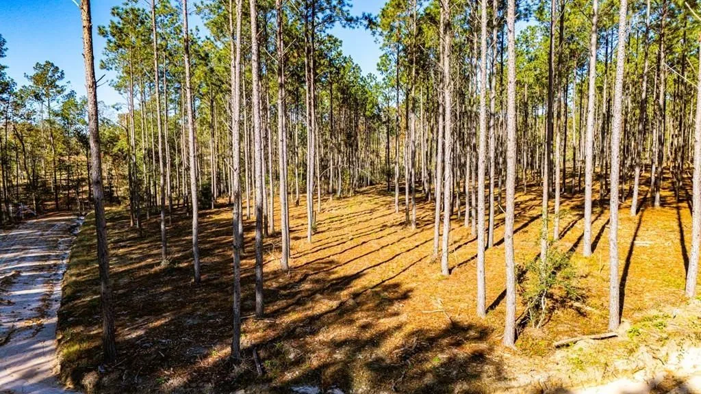 Unimproved Land For Sale in Polk County , 12 Big Buck Drive, Moscow, Texas 75960, 0, 0, Garage spaces, 0 Sqft, built in 0, mls#21389057, Real Estate Agent in Moscow, Homes For Sale in Polk county, Homes For Sale in Moscow, Realtor in Moscow Texas, Real Estate Brokerage Independent Realty Texas, Luminita Cordes Realtor