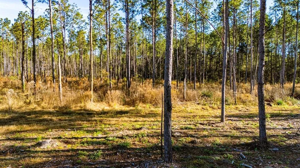 Unimproved Land For Sale in Polk County , 19 Big Buck Drive, Moscow, Texas 75960, 0, 0, Garage spaces, 0 Sqft, built in 0, mls#21388999, Real Estate Agent in Moscow, Homes For Sale in Polk county, Homes For Sale in Moscow, Realtor in Moscow Texas, Real Estate Brokerage Independent Realty Texas, Luminita Cordes Realtor