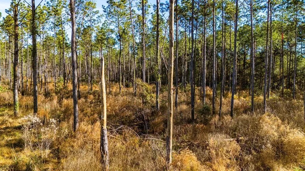 Unimproved Land For Sale in Polk County , 19 Big Buck Drive, Moscow, Texas 75960, 0, 0, Garage spaces, 0 Sqft, built in 0, mls#21388999, Real Estate Agent in Moscow, Homes For Sale in Polk county, Homes For Sale in Moscow, Realtor in Moscow Texas, Real Estate Brokerage Independent Realty Texas, Luminita Cordes Realtor
