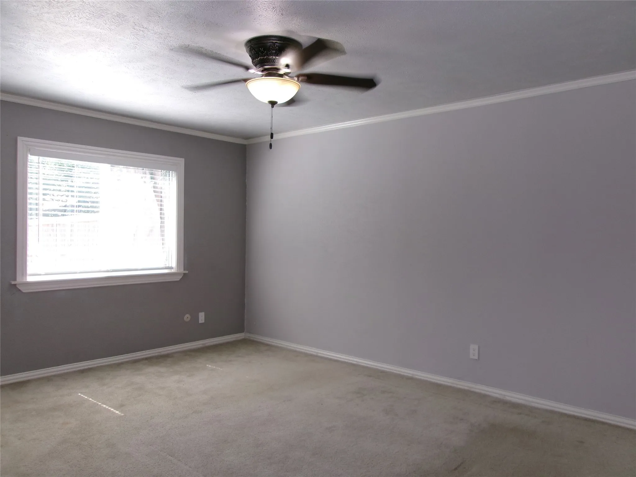 Carpet flooring, gray painted walls, window with white trim, ceiling fan with light fixture, and white crown molding