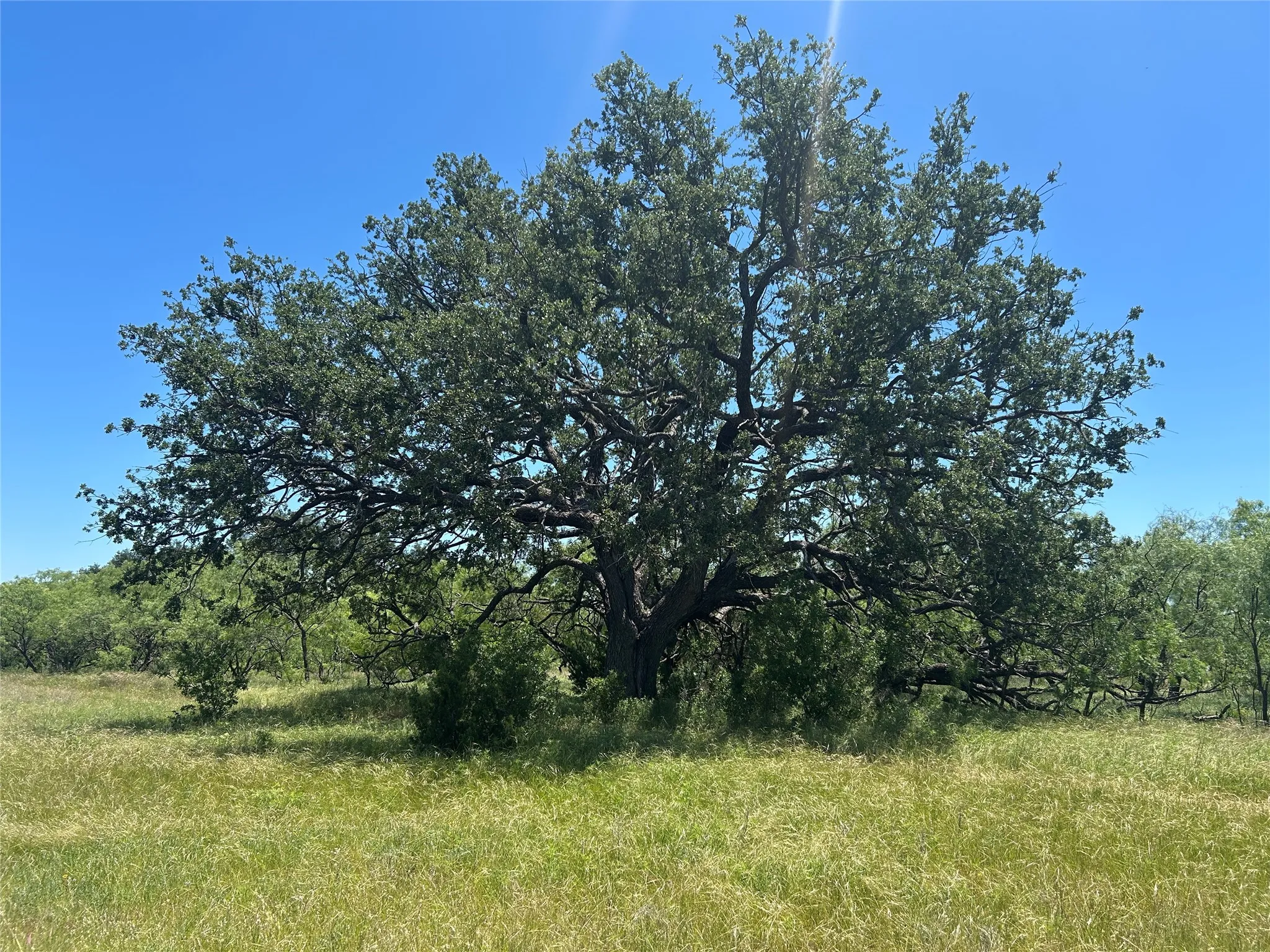 Farm For Sale in Coleman County , 824 CR 409, Talpa, Texas 76882, 2 Bedroom, 1 Bathroom, Garage spaces, 868 Sqft, built in 1998, mls#21400037, Real Estate Agent in Talpa, Homes For Sale in Coleman county, Homes For Sale in Talpa, Realtor in Talpa Texas, Real Estate Brokerage Independent Realty Texas, Luminita Cordes Realtor