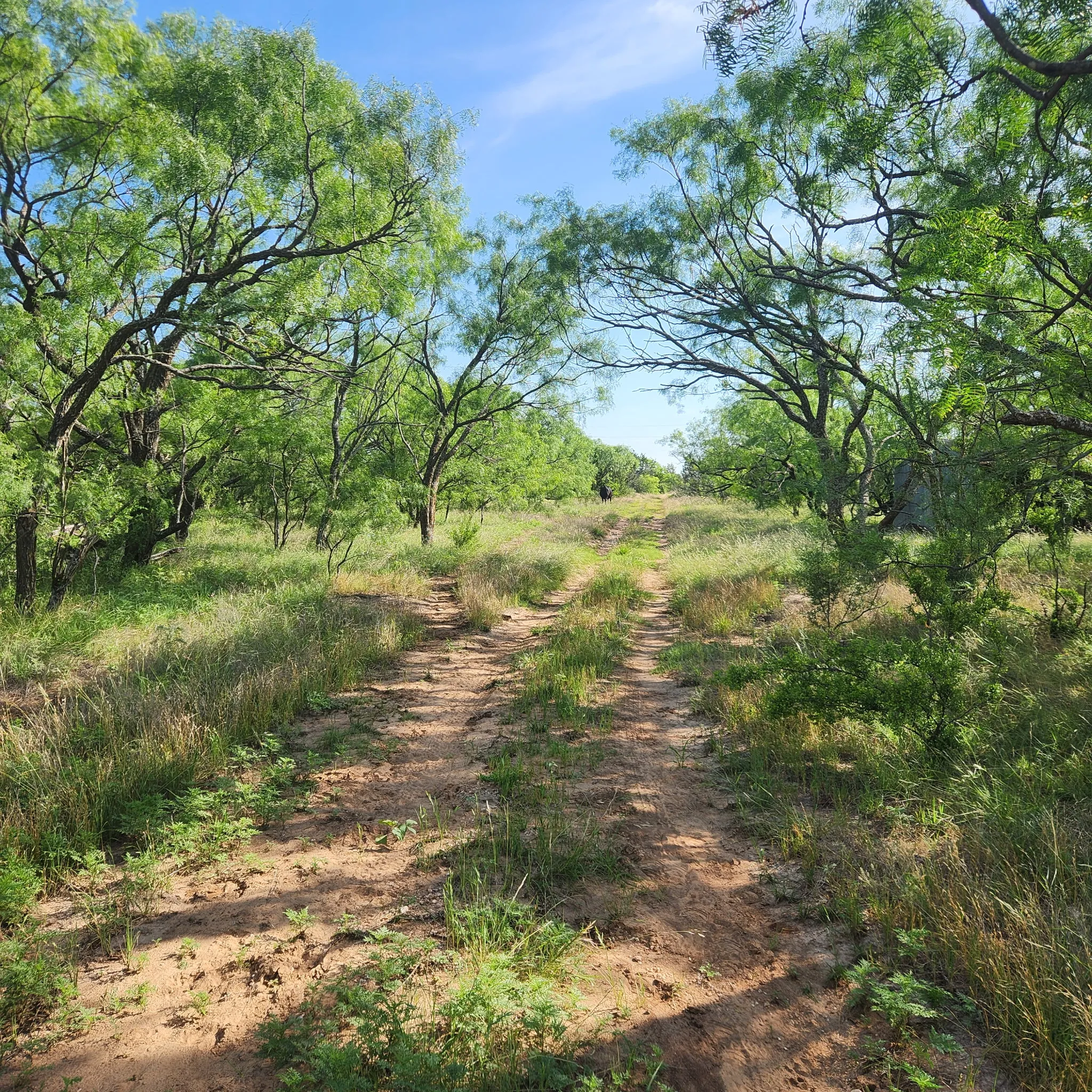 Farm For Sale in Coleman County , 824 CR 409, Talpa, Texas 76882, 2 Bedroom, 1 Bathroom, Garage spaces, 868 Sqft, built in 1998, mls#21400037, Real Estate Agent in Talpa, Homes For Sale in Coleman county, Homes For Sale in Talpa, Realtor in Talpa Texas, Real Estate Brokerage Independent Realty Texas, Luminita Cordes Realtor