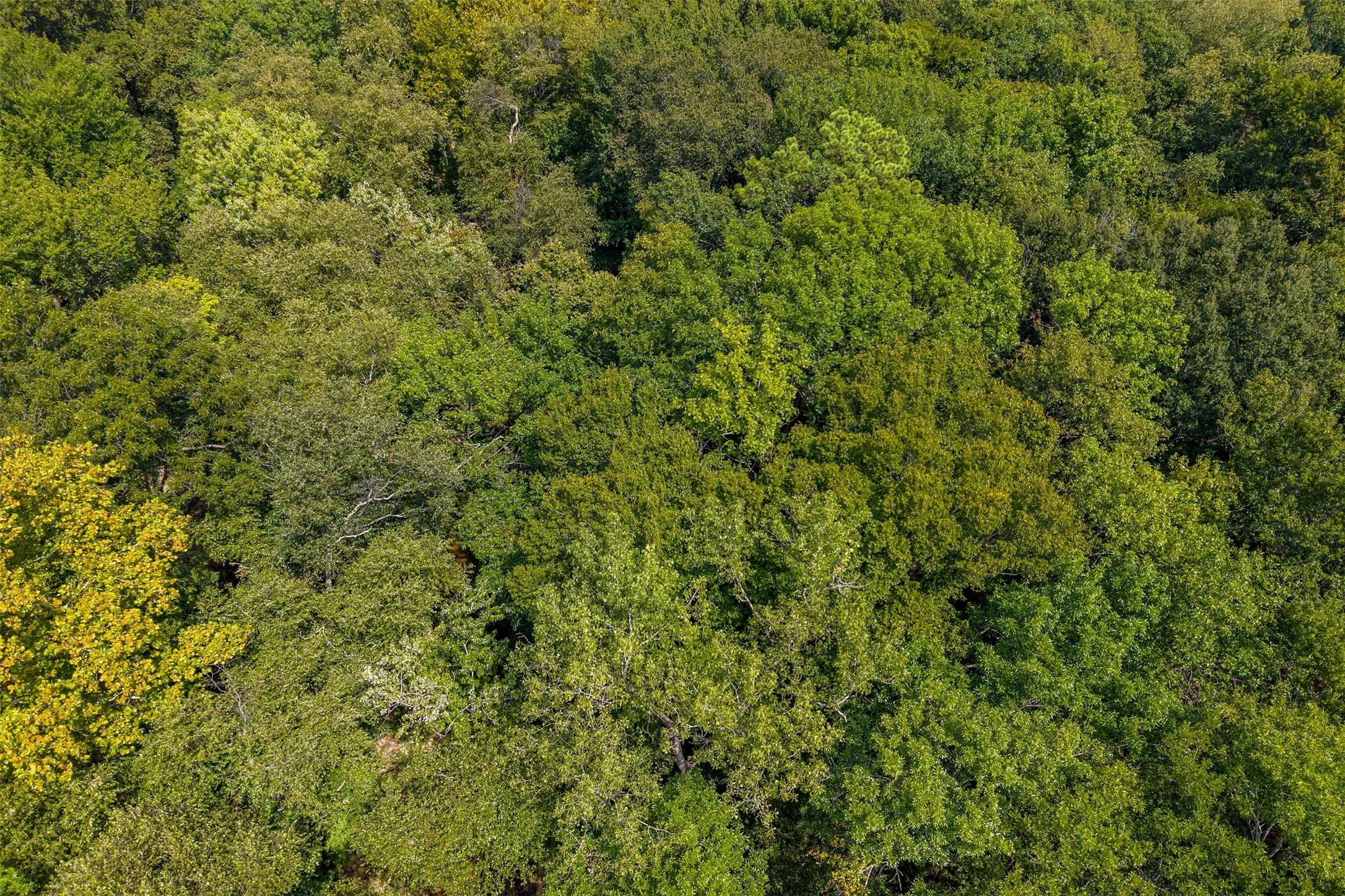 Unimproved Land For Sale in Smith County , 4649 New Copeland Road, Tyler, Texas 75703, 0, 0, Garage spaces, 0 Sqft, built in 0, mls#21404137, Real Estate Agent in Tyler, Homes For Sale in Smith county, Homes For Sale in Tyler, Realtor in Tyler Texas, Real Estate Brokerage Independent Realty Texas, Luminita Cordes Realtor