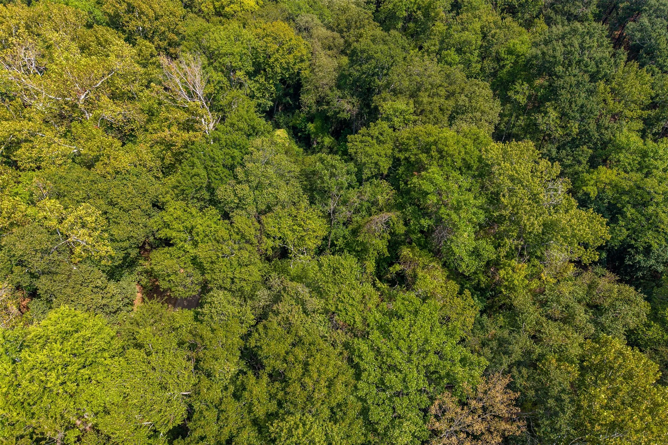 Unimproved Land For Sale in Smith County , 4649 New Copeland Road, Tyler, Texas 75703, 0, 0, Garage spaces, 0 Sqft, built in 0, mls#21404137, Real Estate Agent in Tyler, Homes For Sale in Smith county, Homes For Sale in Tyler, Realtor in Tyler Texas, Real Estate Brokerage Independent Realty Texas, Luminita Cordes Realtor