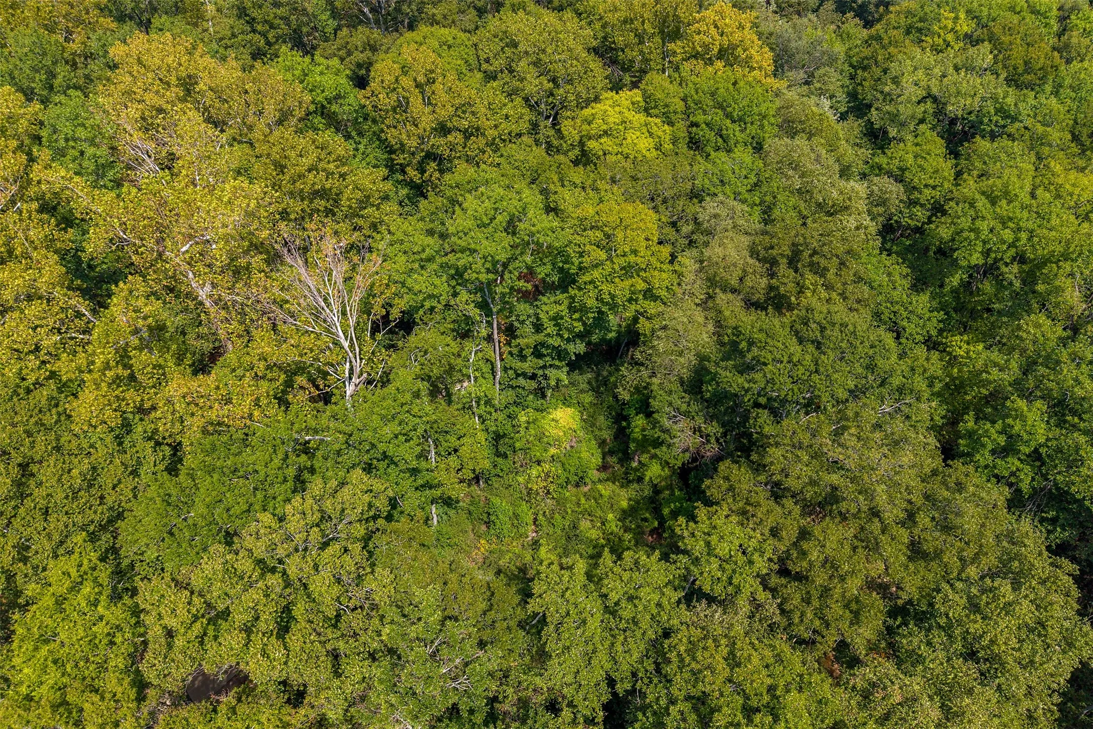 Unimproved Land For Sale in Smith County , 4649 New Copeland Road, Tyler, Texas 75703, 0, 0, Garage spaces, 0 Sqft, built in 0, mls#21404137, Real Estate Agent in Tyler, Homes For Sale in Smith county, Homes For Sale in Tyler, Realtor in Tyler Texas, Real Estate Brokerage Independent Realty Texas, Luminita Cordes Realtor