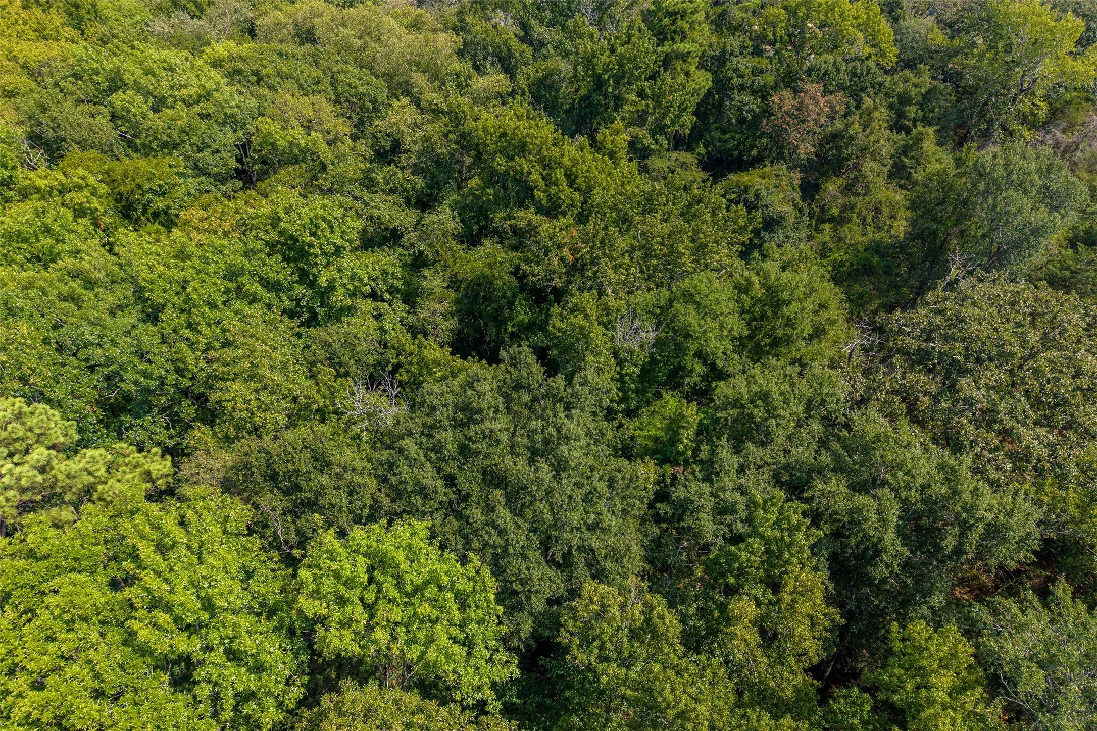 Unimproved Land For Sale in Smith County , 4649 New Copeland Road, Tyler, Texas 75703, 0, 0, Garage spaces, 0 Sqft, built in 0, mls#21404137, Real Estate Agent in Tyler, Homes For Sale in Smith county, Homes For Sale in Tyler, Realtor in Tyler Texas, Real Estate Brokerage Independent Realty Texas, Luminita Cordes Realtor