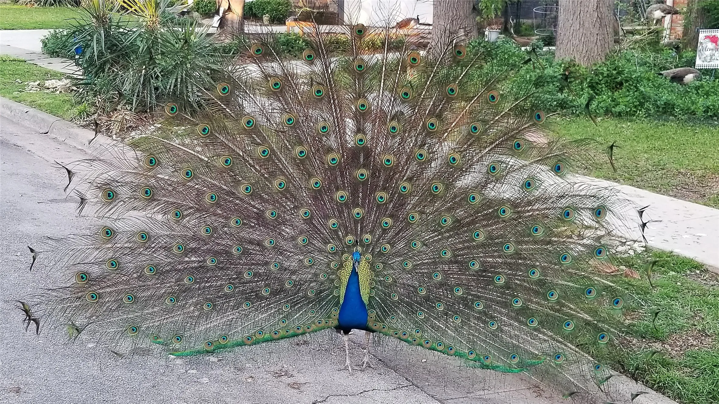 Meet one of the neighbors
