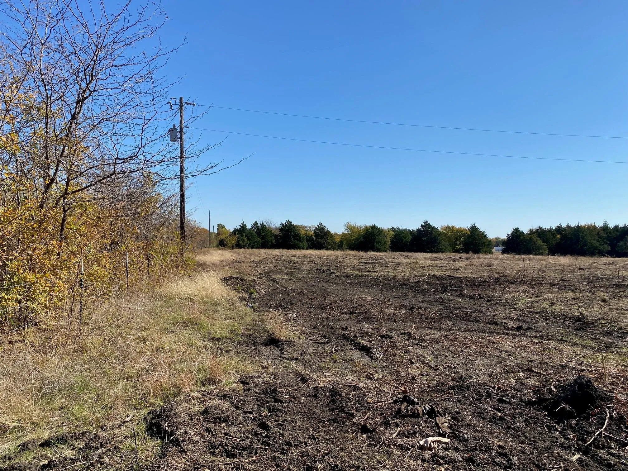 Expansive open land with a clear blue sky, featuring a perimeter of mature evergreen trees and varied ground cover