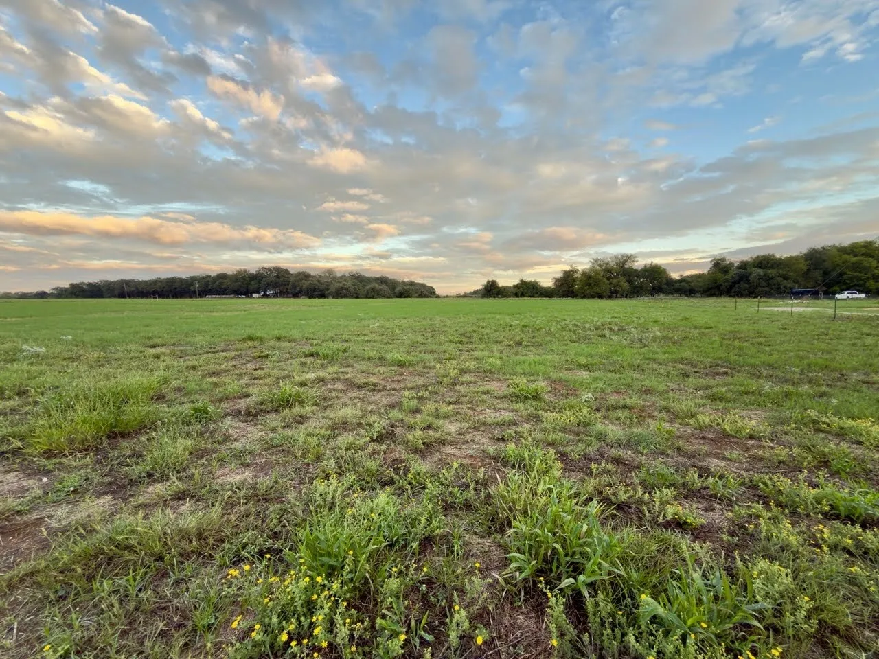 Expansive green field with natural ground cover, bordered by mature trees