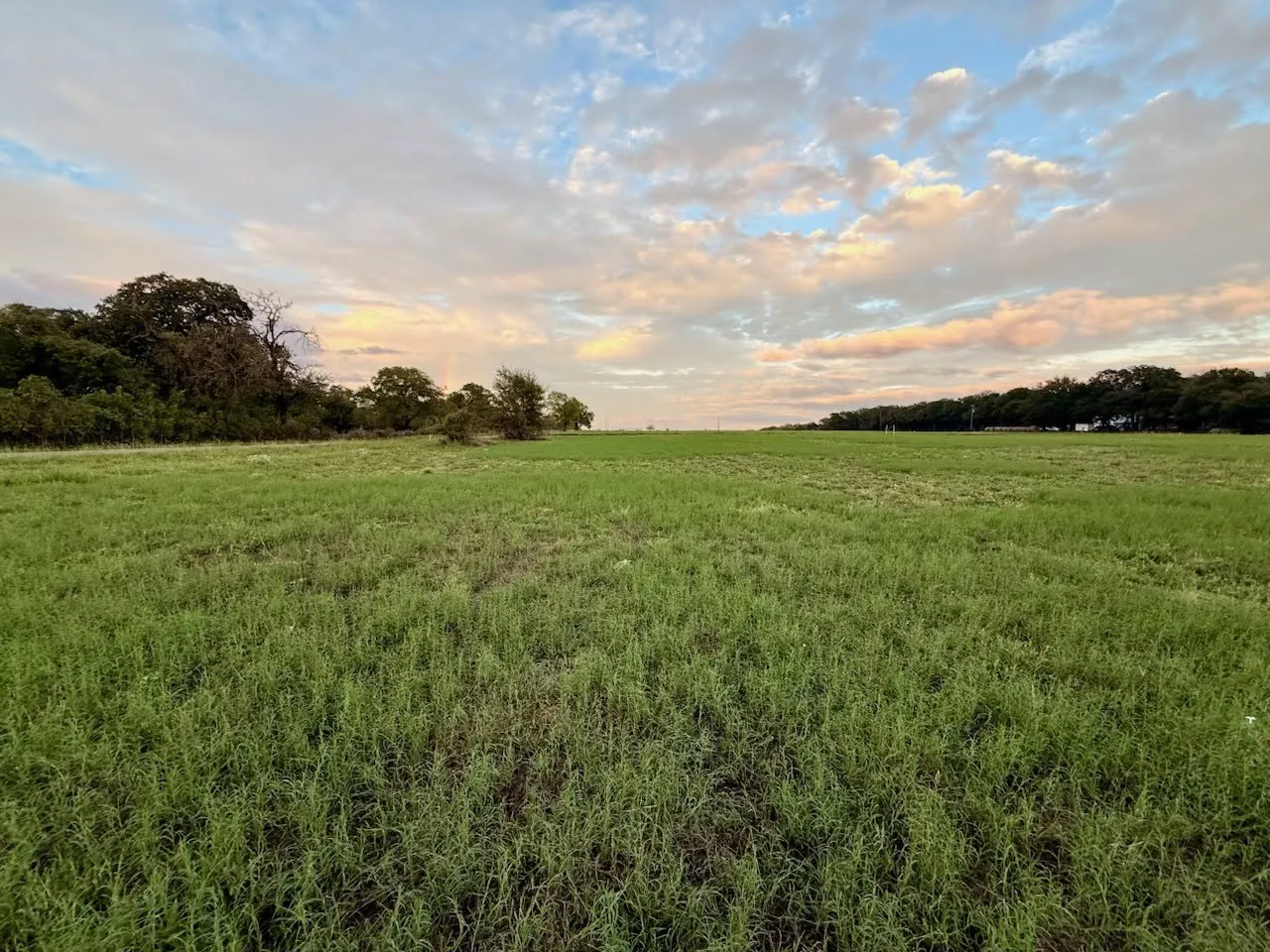 Expansive land featuring green foliage and distant mature trees