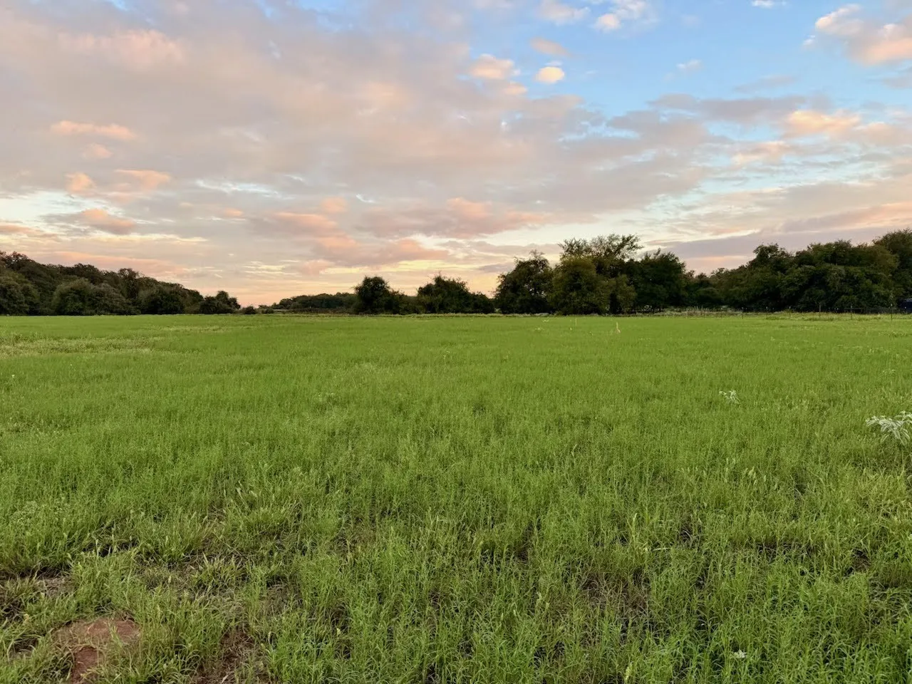 Expansive open field with green ground cover and a tree line in the distance