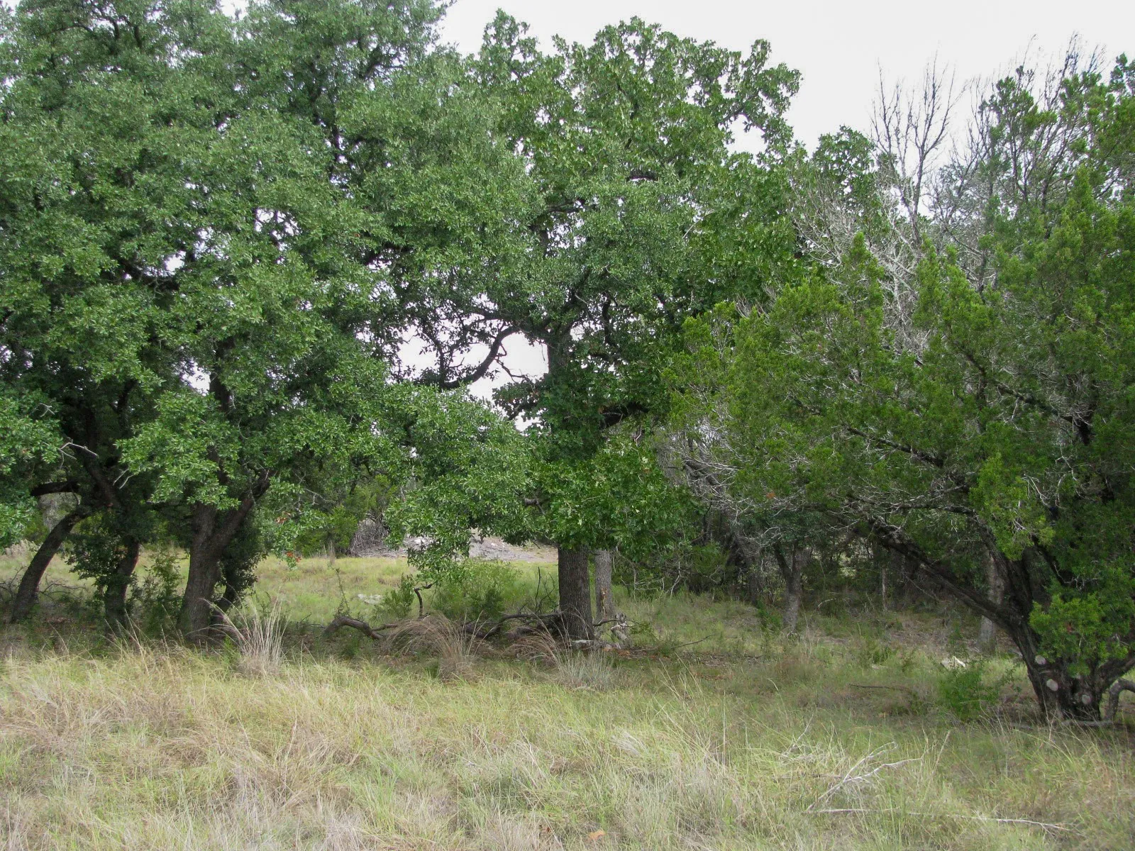 Unimproved Land For Sale in Hamilton County , Lot 106 Ph 6 PR 42101, Evant, Texas 76525, 0, 0, Garage spaces, 0 Sqft, built in 0, mls#21404588, Real Estate Agent in Evant, Homes For Sale in Hamilton county, Homes For Sale in Evant, Realtor in Evant Texas, Real Estate Brokerage Independent Realty Texas, Luminita Cordes Realtor
