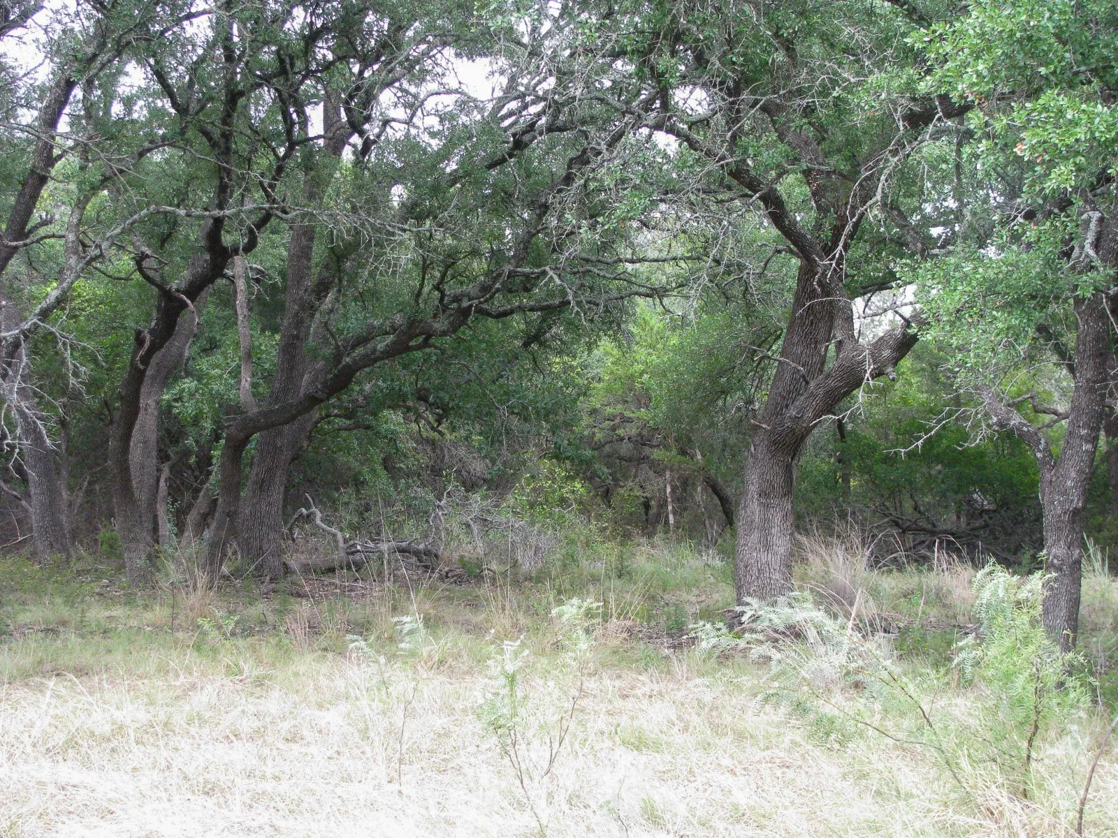 Unimproved Land For Sale in Hamilton County , Lot 106 Ph 6 PR 42101, Evant, Texas 76525, 0, 0, Garage spaces, 0 Sqft, built in 0, mls#21404588, Real Estate Agent in Evant, Homes For Sale in Hamilton county, Homes For Sale in Evant, Realtor in Evant Texas, Real Estate Brokerage Independent Realty Texas, Luminita Cordes Realtor