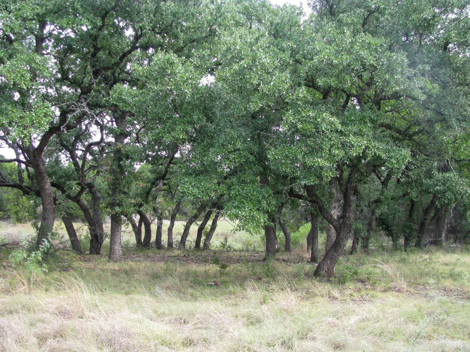 Unimproved Land For Sale in Hamilton County , Lot 106 Ph 6 PR 42101, Evant, Texas 76525, 0, 0, Garage spaces, 0 Sqft, built in 0, mls#21404588, Real Estate Agent in Evant, Homes For Sale in Hamilton county, Homes For Sale in Evant, Realtor in Evant Texas, Real Estate Brokerage Independent Realty Texas, Luminita Cordes Realtor