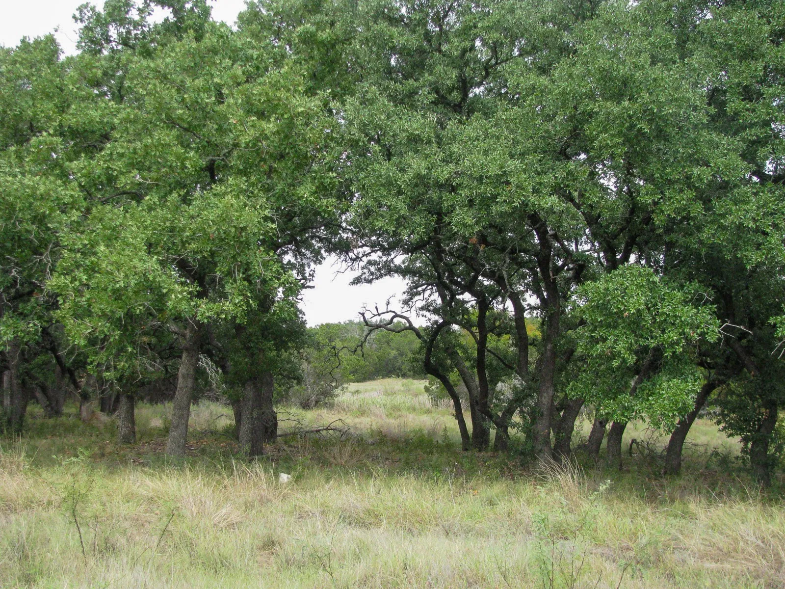 Unimproved Land For Sale in Hamilton County , Lot 106 Ph 6 PR 42101, Evant, Texas 76525, 0, 0, Garage spaces, 0 Sqft, built in 0, mls#21404588, Real Estate Agent in Evant, Homes For Sale in Hamilton county, Homes For Sale in Evant, Realtor in Evant Texas, Real Estate Brokerage Independent Realty Texas, Luminita Cordes Realtor