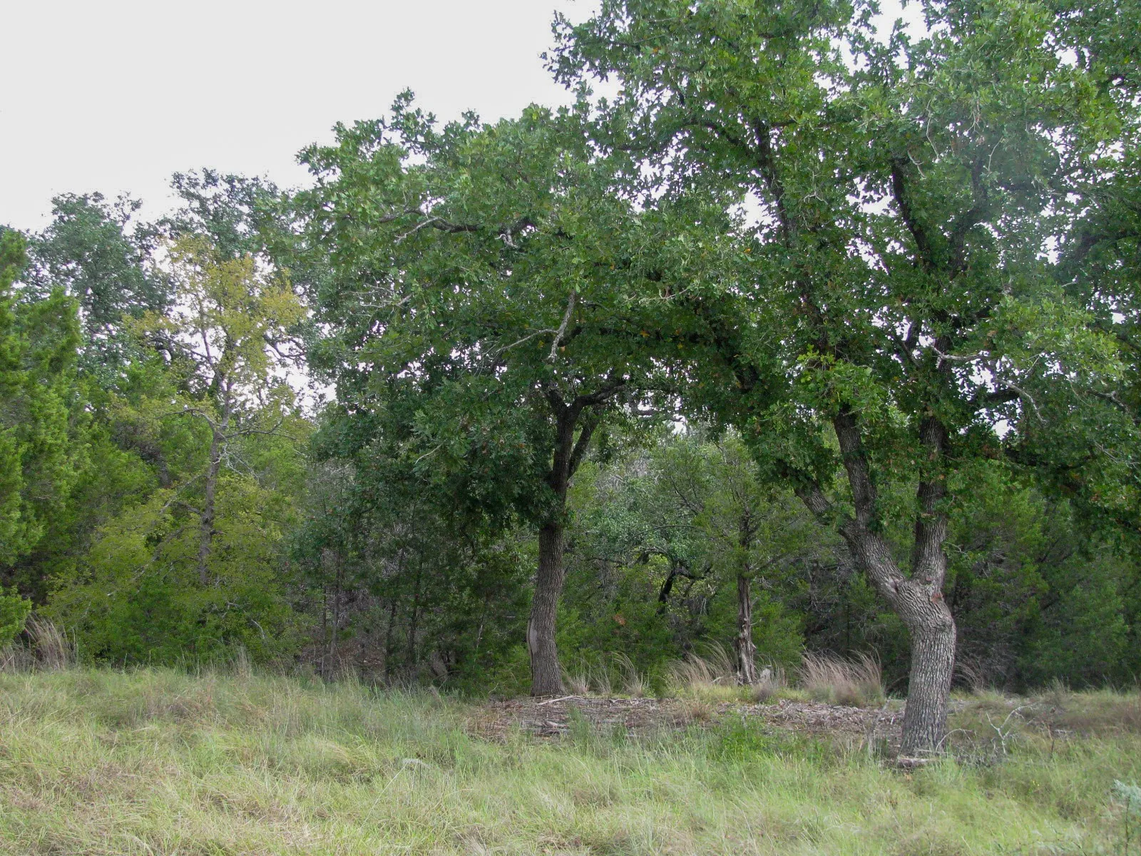 Unimproved Land For Sale in Hamilton County , Lot 106 Ph 6 PR 42101, Evant, Texas 76525, 0, 0, Garage spaces, 0 Sqft, built in 0, mls#21404588, Real Estate Agent in Evant, Homes For Sale in Hamilton county, Homes For Sale in Evant, Realtor in Evant Texas, Real Estate Brokerage Independent Realty Texas, Luminita Cordes Realtor