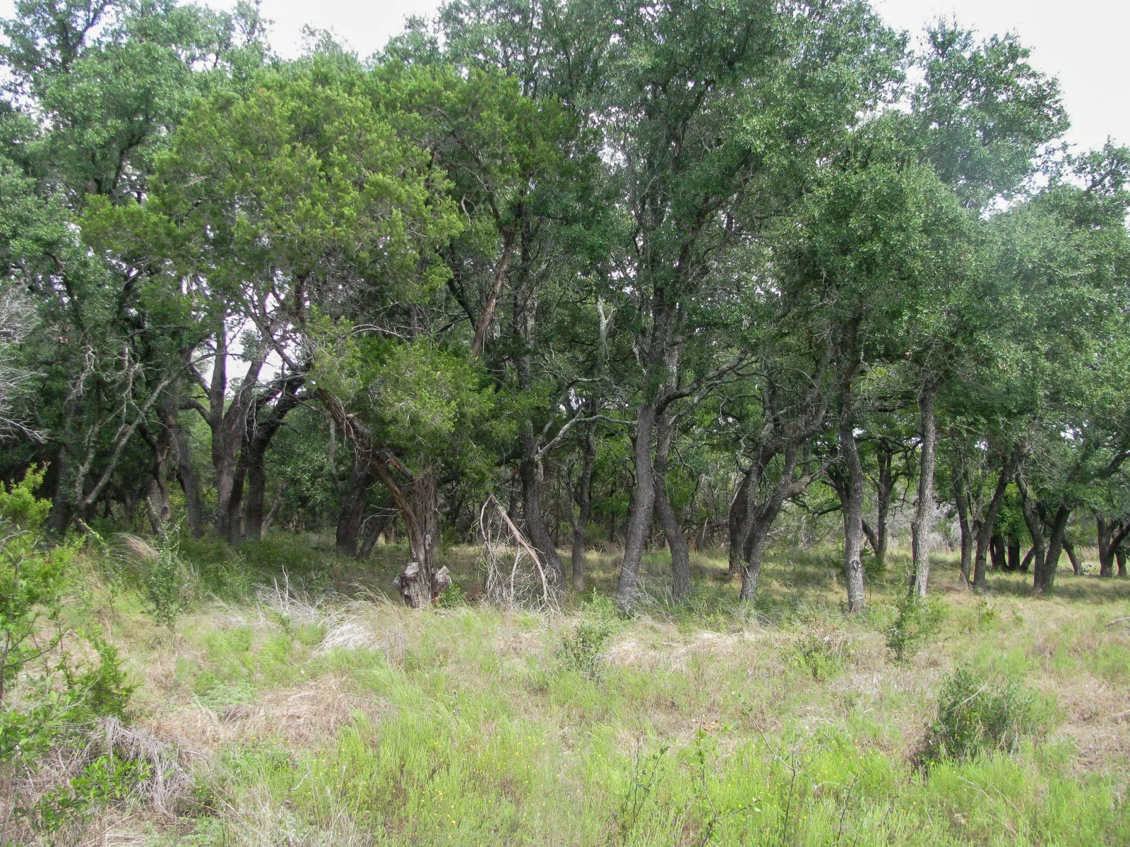 Unimproved Land For Sale in Hamilton County , Lot 106 Ph 6 PR 42101, Evant, Texas 76525, 0, 0, Garage spaces, 0 Sqft, built in 0, mls#21404588, Real Estate Agent in Evant, Homes For Sale in Hamilton county, Homes For Sale in Evant, Realtor in Evant Texas, Real Estate Brokerage Independent Realty Texas, Luminita Cordes Realtor