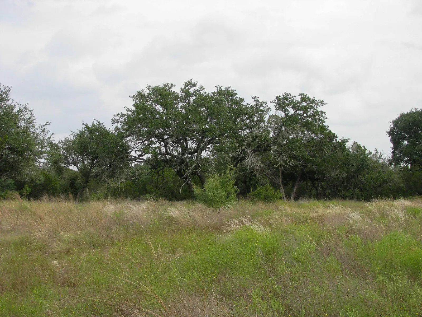 Unimproved Land For Sale in Hamilton County , Lot 106 Ph 6 PR 42101, Evant, Texas 76525, 0, 0, Garage spaces, 0 Sqft, built in 0, mls#21404588, Real Estate Agent in Evant, Homes For Sale in Hamilton county, Homes For Sale in Evant, Realtor in Evant Texas, Real Estate Brokerage Independent Realty Texas, Luminita Cordes Realtor