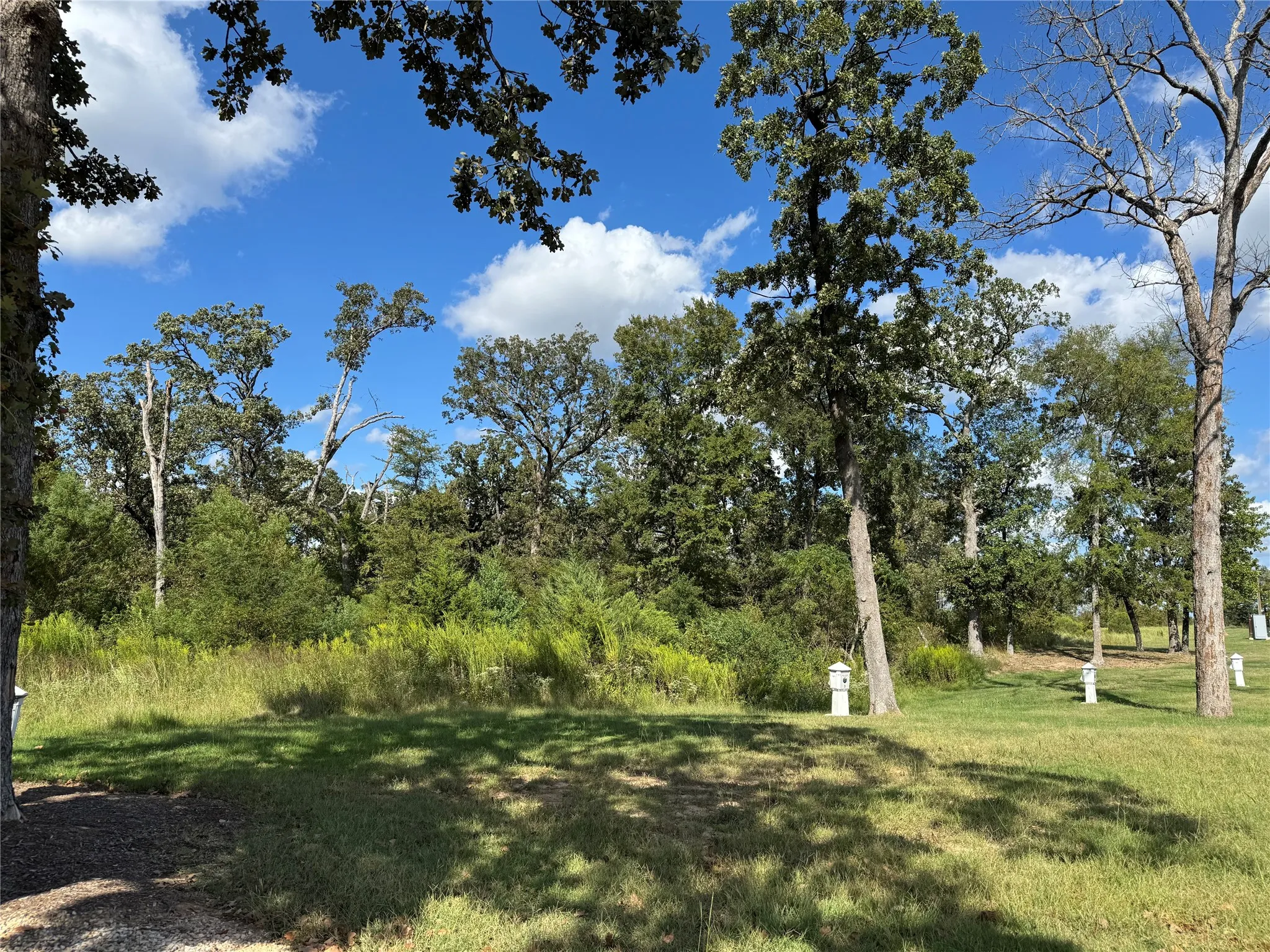 View of grassy yard
