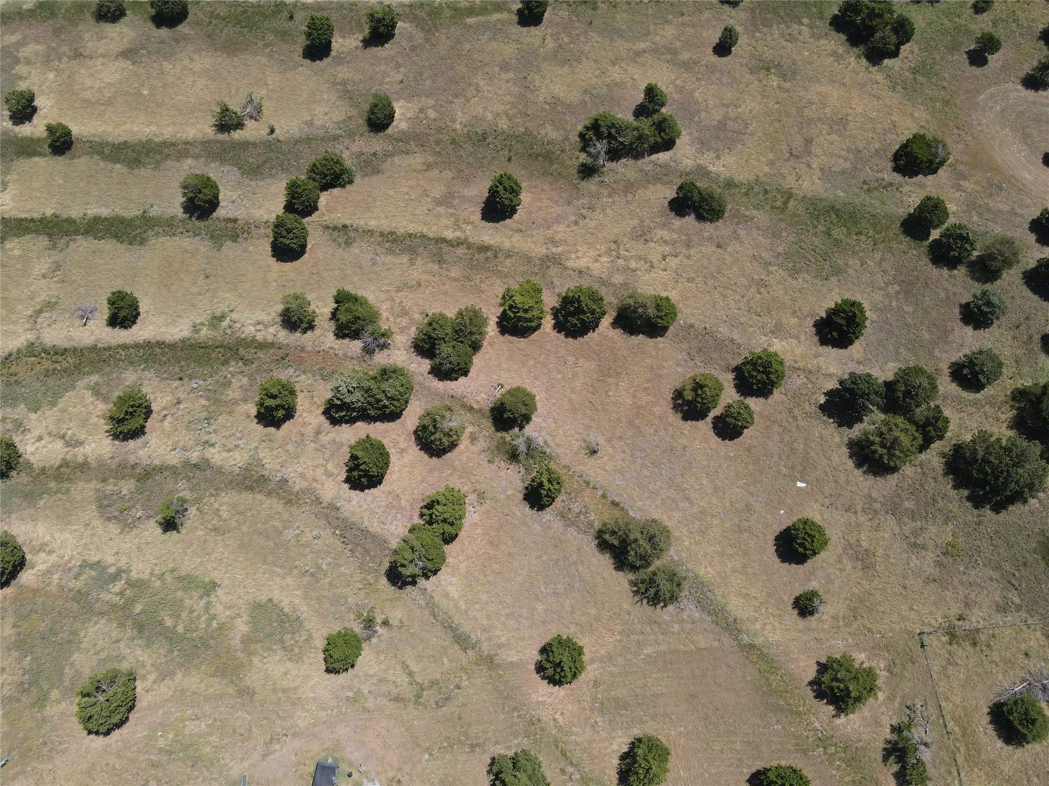 Expansive open land with scattered mature trees and varied ground cover