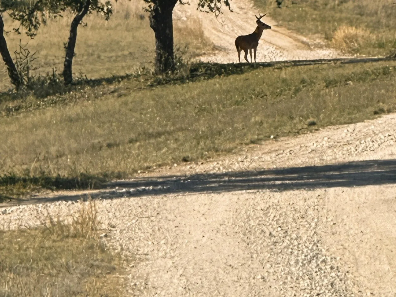 Farm For Sale in Bosque County , 10771 Highway 6, Meridian, Texas 76665, 6 Bedroom, 7 Bathroom, Garage spaces, 12,822 Sqft, built in 1999, mls#21404254, Real Estate Agent in Meridian, Homes For Sale in Bosque county, Homes For Sale in Meridian, Realtor in Meridian Texas, Real Estate Brokerage Independent Realty Texas, Luminita Cordes Realtor