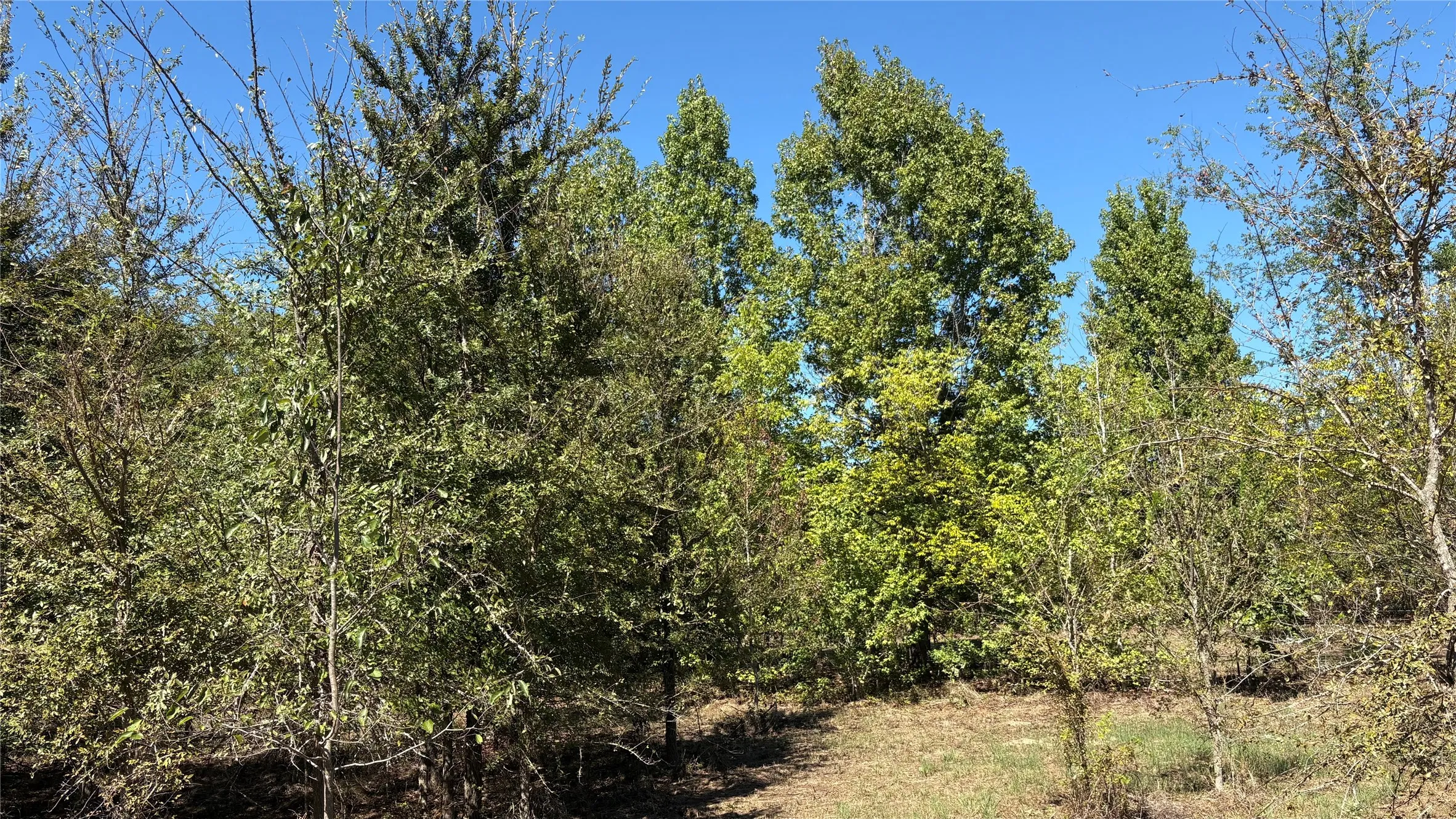Unimproved Land For Sale in Wood County , 920 County Road 1226, Quitman, Texas 75783, 0, 0, Garage spaces, 0 Sqft, built in 0, mls#21399803, Real Estate Agent in Quitman, Homes For Sale in Wood county, Homes For Sale in Quitman, Realtor in Quitman Texas, Real Estate Brokerage Independent Realty Texas, Luminita Cordes Realtor