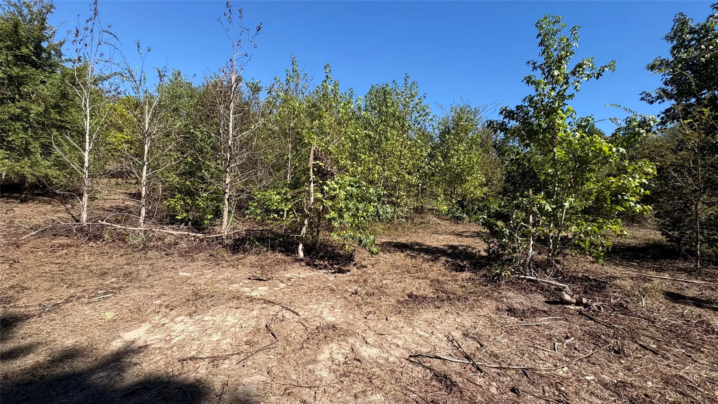 Unimproved Land For Sale in Wood County , 920 County Road 1226, Quitman, Texas 75783, 0, 0, Garage spaces, 0 Sqft, built in 0, mls#21399803, Real Estate Agent in Quitman, Homes For Sale in Wood county, Homes For Sale in Quitman, Realtor in Quitman Texas, Real Estate Brokerage Independent Realty Texas, Luminita Cordes Realtor