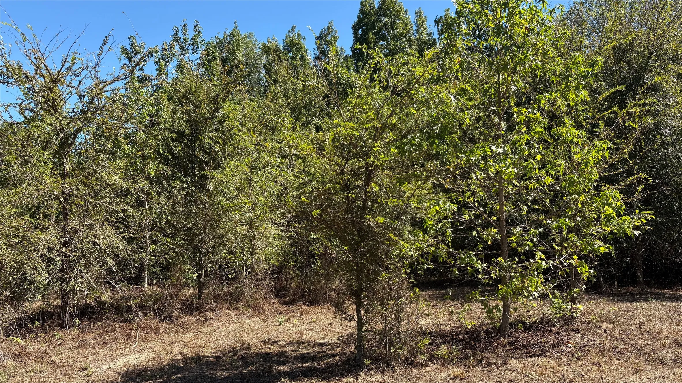 Unimproved Land For Sale in Wood County , 920 County Road 1226, Quitman, Texas 75783, 0, 0, Garage spaces, 0 Sqft, built in 0, mls#21399803, Real Estate Agent in Quitman, Homes For Sale in Wood county, Homes For Sale in Quitman, Realtor in Quitman Texas, Real Estate Brokerage Independent Realty Texas, Luminita Cordes Realtor