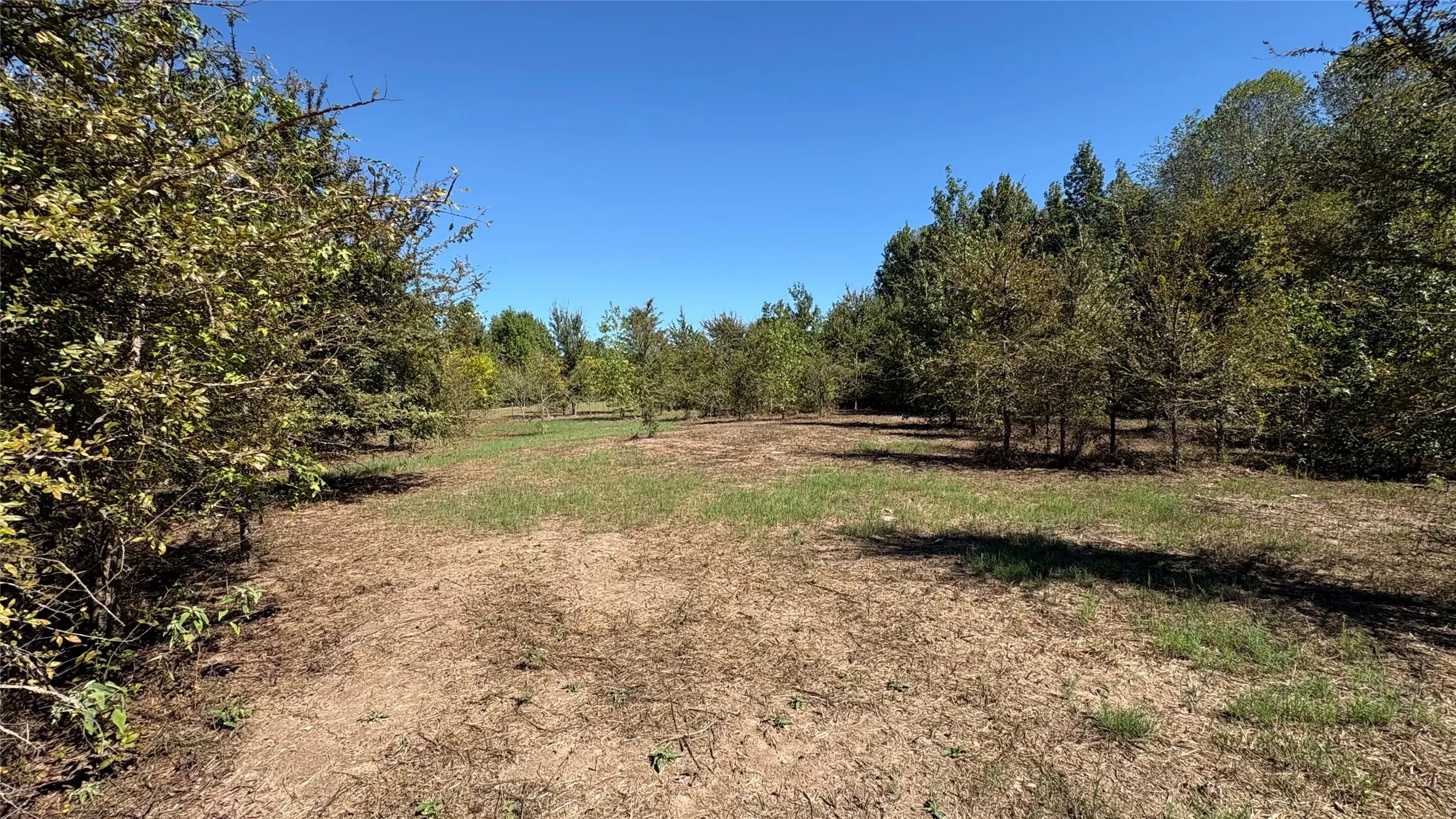Unimproved Land For Sale in Wood County , 920 County Road 1226, Quitman, Texas 75783, 0, 0, Garage spaces, 0 Sqft, built in 0, mls#21399803, Real Estate Agent in Quitman, Homes For Sale in Wood county, Homes For Sale in Quitman, Realtor in Quitman Texas, Real Estate Brokerage Independent Realty Texas, Luminita Cordes Realtor