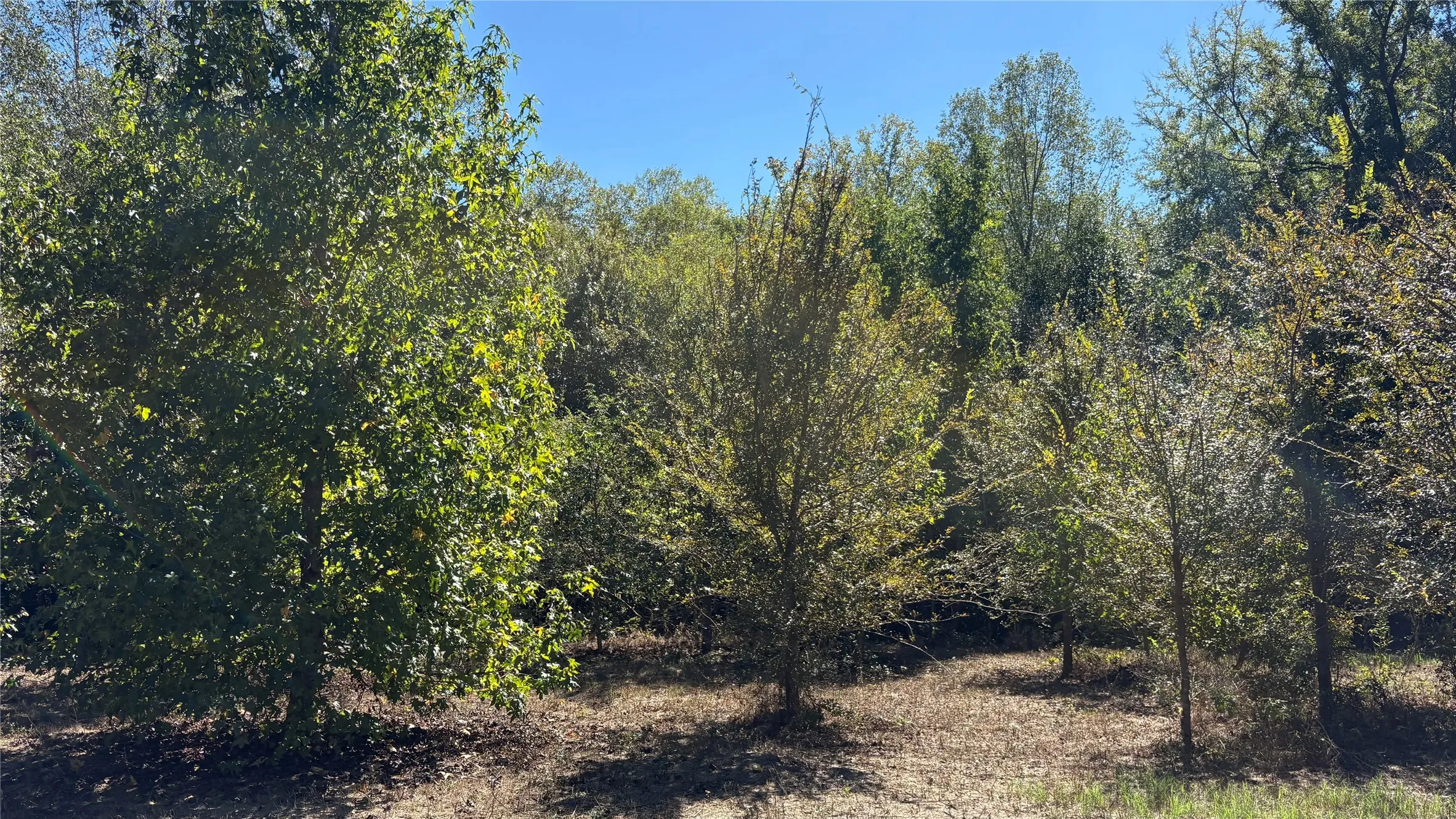 Unimproved Land For Sale in Wood County , 920 County Road 1226, Quitman, Texas 75783, 0, 0, Garage spaces, 0 Sqft, built in 0, mls#21399803, Real Estate Agent in Quitman, Homes For Sale in Wood county, Homes For Sale in Quitman, Realtor in Quitman Texas, Real Estate Brokerage Independent Realty Texas, Luminita Cordes Realtor
