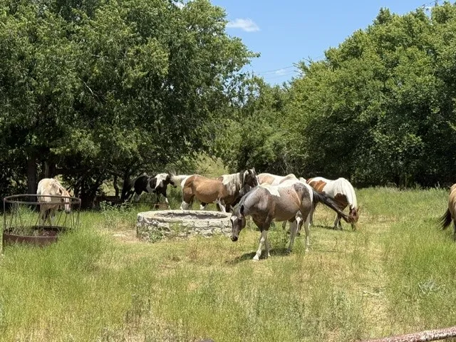 Ranch For Sale in Erath County , 10723 County Road 539 Road, Hico, Texas 76457, 0, 0, Garage spaces, 0 Sqft, built in 1905, mls#21404849, Real Estate Agent in Hico, Homes For Sale in Erath county, Homes For Sale in Hico, Realtor in Hico Texas, Real Estate Brokerage Independent Realty Texas, Luminita Cordes Realtor