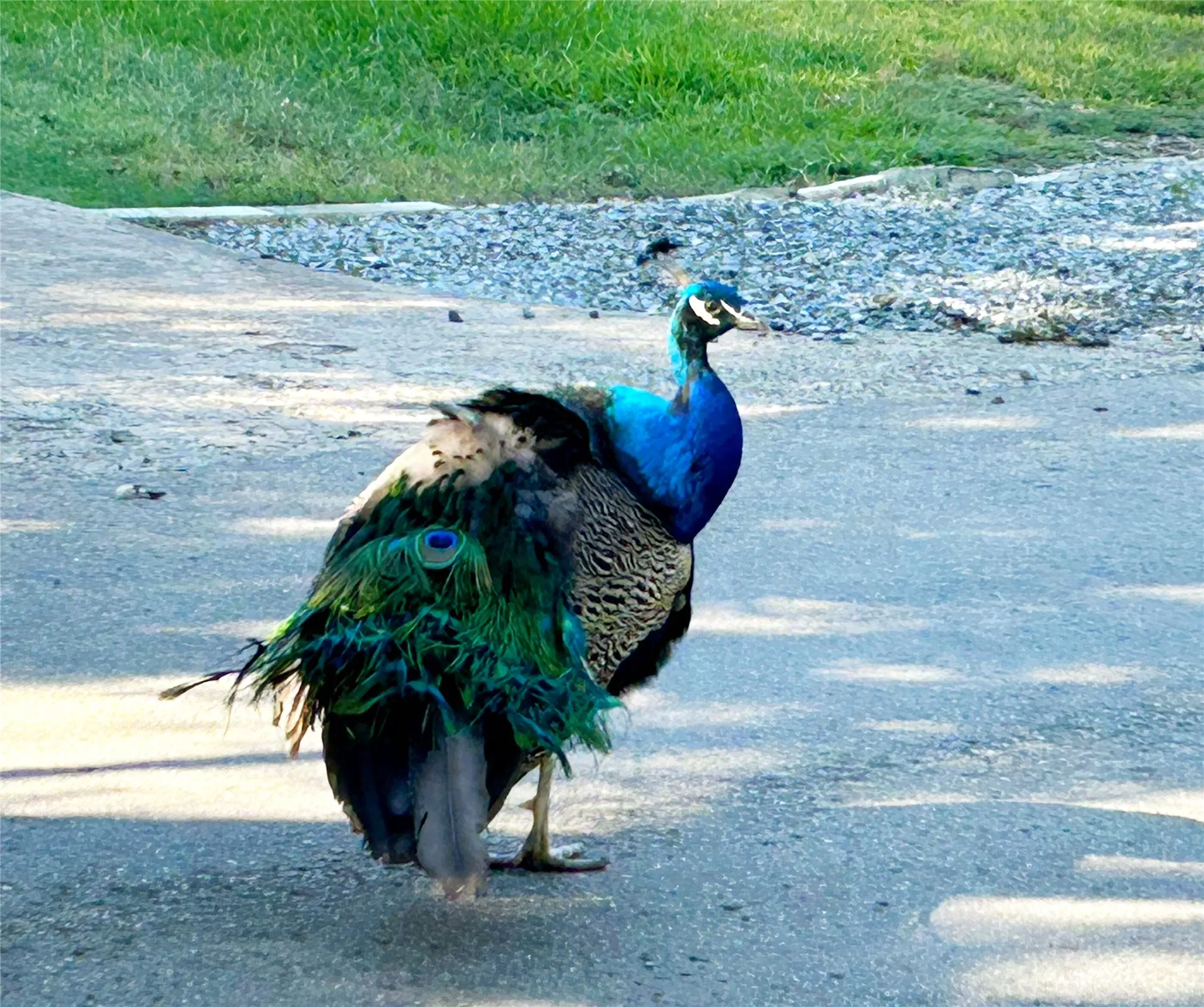 Meet Mr. Peacock. One of the friendly​​‌​​​​‌​​‌‌​‌‌​​​‌‌​‌​‌​‌​​​‌​​ neighbors.