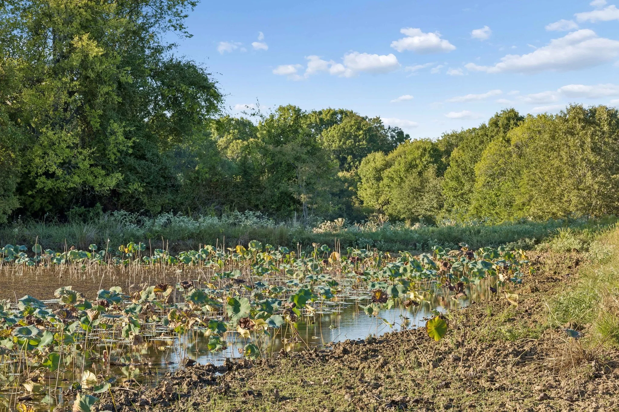 Improved Land For Sale in Rains County , TBD RS County Road 4310, Point, Texas 75472, 0, 0, Garage spaces, 0 Sqft, built in 0, mls#21405478, Real Estate Agent in Point, Homes For Sale in Rains county, Homes For Sale in Point, Realtor in Point Texas, Real Estate Brokerage Independent Realty Texas, Luminita Cordes Realtor