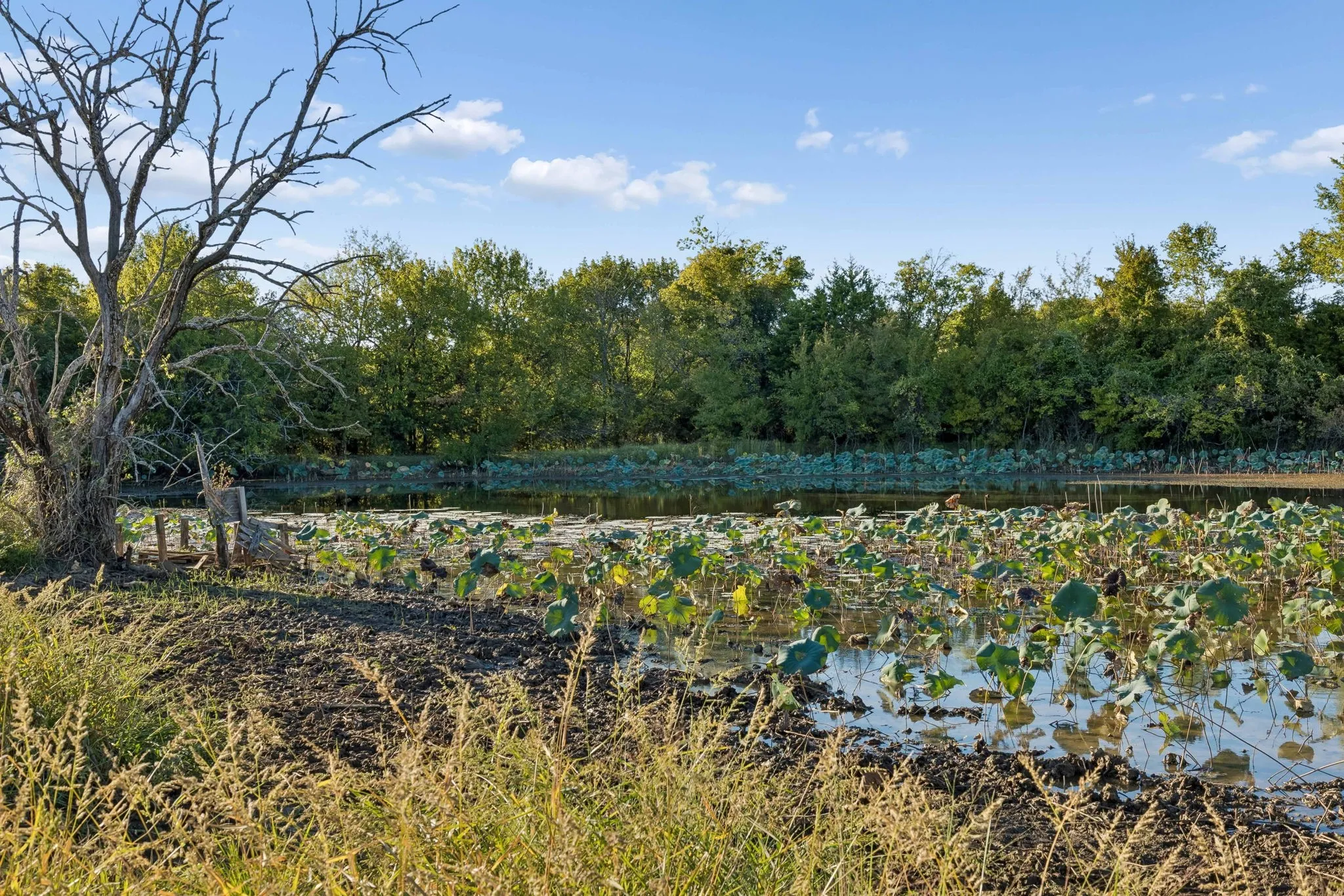 Improved Land For Sale in Rains County , TBD RS County Road 4310, Point, Texas 75472, 0, 0, Garage spaces, 0 Sqft, built in 0, mls#21405478, Real Estate Agent in Point, Homes For Sale in Rains county, Homes For Sale in Point, Realtor in Point Texas, Real Estate Brokerage Independent Realty Texas, Luminita Cordes Realtor