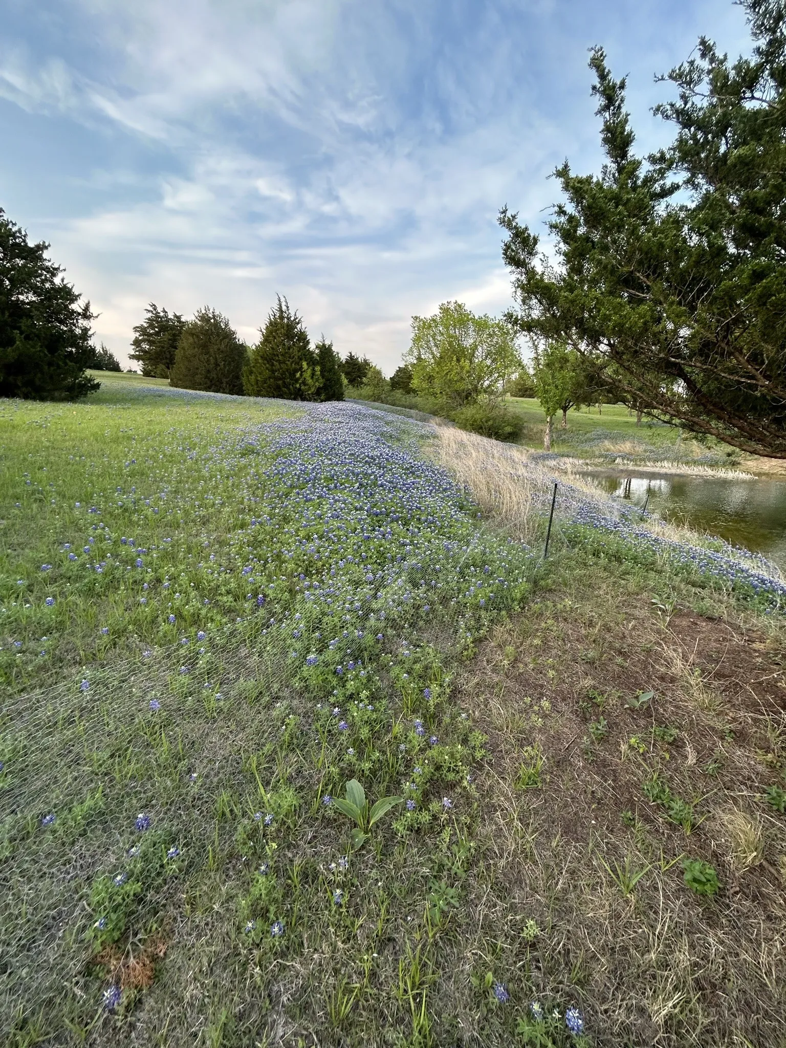 Unimproved Land For Sale in Ellis County , 1425 Palmyra, Palmer, Texas 75152, 0, 0, Garage spaces, 0 Sqft, built in 0, mls#21397414, Real Estate Agent in Palmer, Homes For Sale in Ellis county, Homes For Sale in Palmer, Realtor in Palmer Texas, Real Estate Brokerage Independent Realty Texas, Luminita Cordes Realtor
