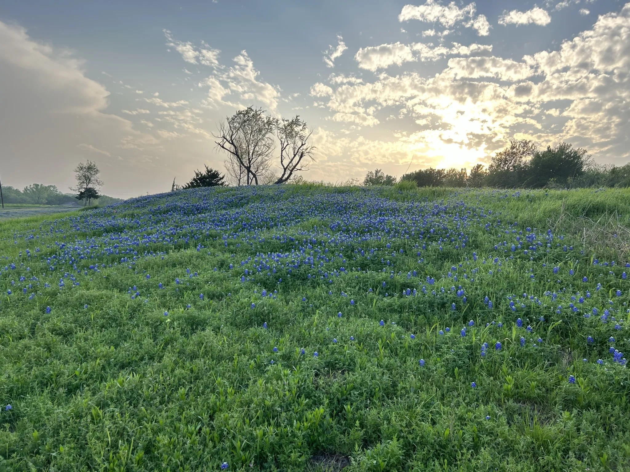 Unimproved Land For Sale in Ellis County , TBD 12 Palmyra, Palmer, Texas 75152, 0, 0, Garage spaces, 0 Sqft, built in 0, mls#21405489, Real Estate Agent in Palmer, Homes For Sale in Ellis county, Homes For Sale in Palmer, Realtor in Palmer Texas, Real Estate Brokerage Independent Realty Texas, Luminita Cordes Realtor
