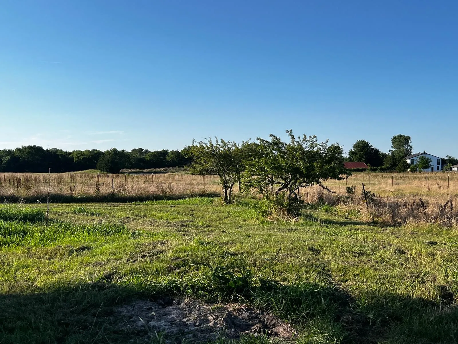 Expansive open field with scattered trees and a distant tree line
