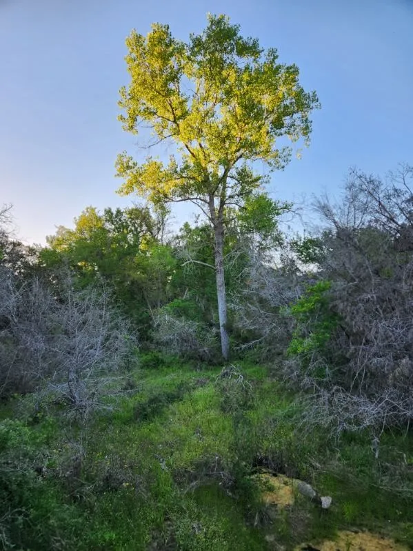 Unimproved Land For Sale in Somervell County , 2516 County Road 328, Glen Rose, Texas 76043, 0, 0, Garage spaces, 0 Sqft, built in 0, mls#21405649, Real Estate Agent in Glen Rose, Homes For Sale in Somervell county, Homes For Sale in Glen Rose, Realtor in Glen Rose Texas, Real Estate Brokerage Independent Realty Texas, Luminita Cordes Realtor
