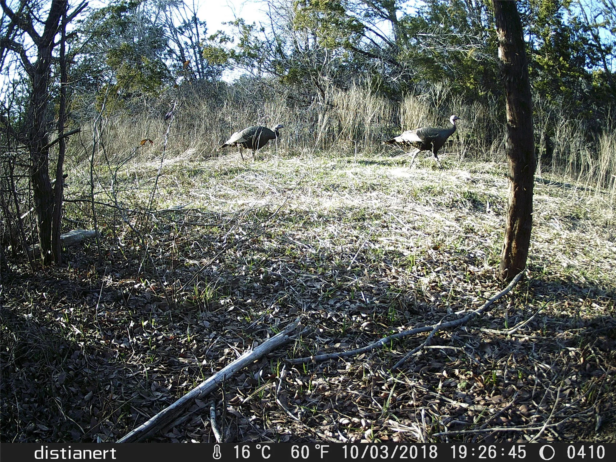 Unimproved Land For Sale in Somervell County , 2516 County Road 328, Glen Rose, Texas 76043, 0, 0, Garage spaces, 0 Sqft, built in 0, mls#21405649, Real Estate Agent in Glen Rose, Homes For Sale in Somervell county, Homes For Sale in Glen Rose, Realtor in Glen Rose Texas, Real Estate Brokerage Independent Realty Texas, Luminita Cordes Realtor