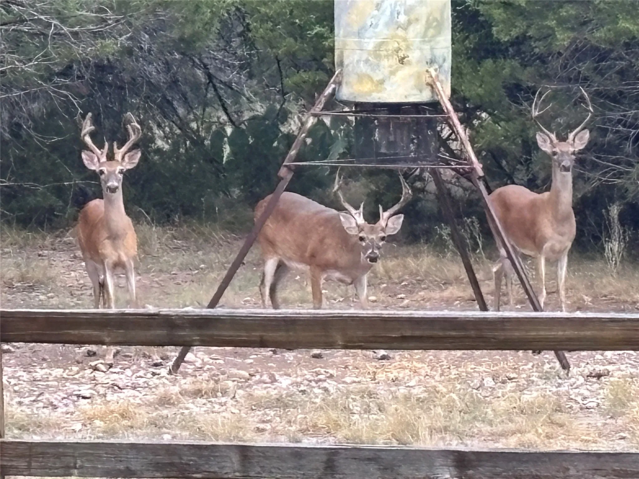 Ranch For Sale in Mills County , TBD FM 3023, Goldthwaite, Texas 76844, 0, 0, Garage spaces, 0 Sqft, built in 0, mls#21405768, Real Estate Agent in Goldthwaite, Homes For Sale in Mills county, Homes For Sale in Goldthwaite, Realtor in Goldthwaite Texas, Real Estate Brokerage Independent Realty Texas, Luminita Cordes Realtor