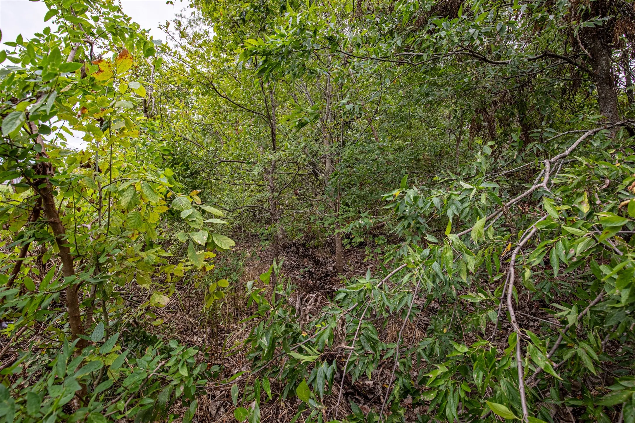 Unimproved Land For Sale in Collin County , TBD Twilight Drive, Mc Kinney, Texas 75071, 0, 0, Garage spaces, 0 Sqft, built in 0, mls#21399593, Real Estate Agent in Mc Kinney, Homes For Sale in Collin county, Homes For Sale in Mc Kinney, Realtor in Mc Kinney Texas, Real Estate Brokerage Independent Realty Texas, Luminita Cordes Realtor