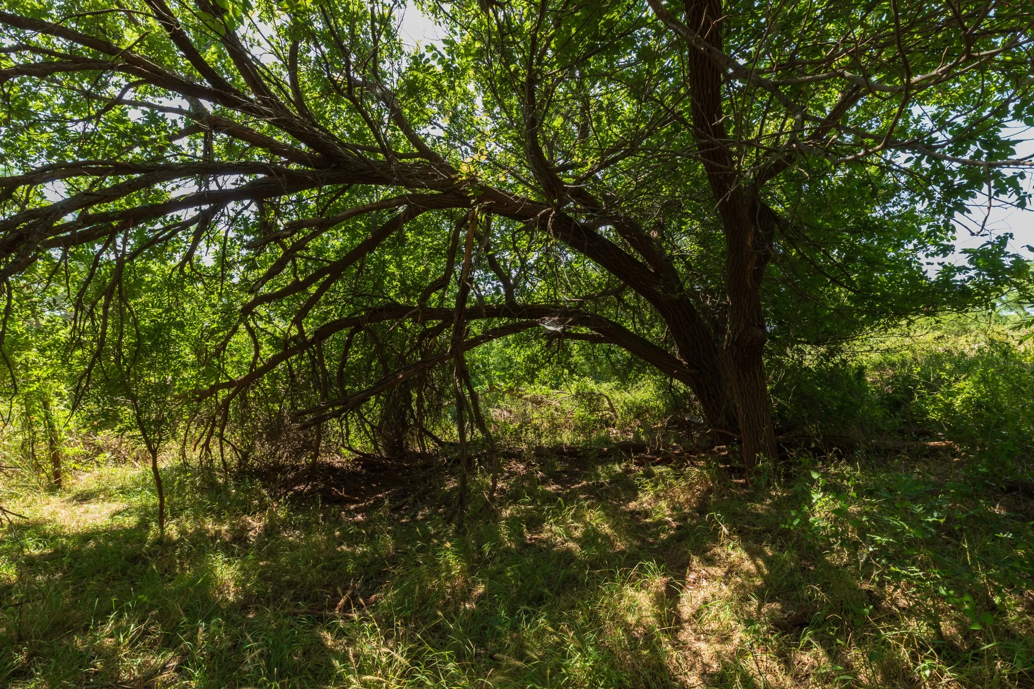 For Sale in Jones County , 9000 Private Road 496, Hawley, Texas 79525, 0, 0, Garage spaces, 0 Sqft, built in 1965, mls#21405995, Real Estate Agent in Hawley, Homes For Sale in Jones county, Homes For Sale in Hawley, Realtor in Hawley Texas, Real Estate Brokerage Independent Realty Texas, Luminita Cordes Realtor