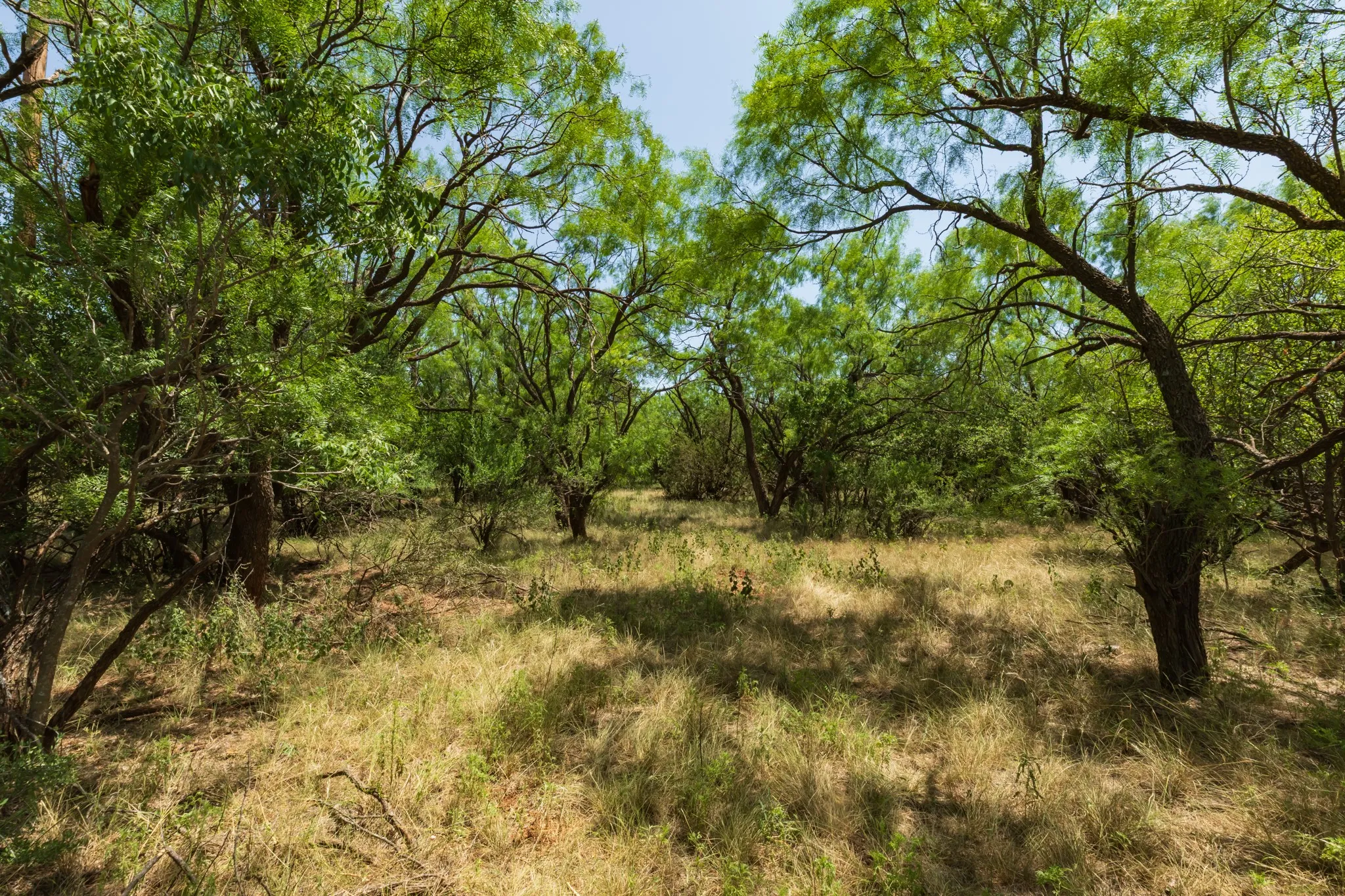 For Sale in Jones County , 9000 Private Road 496, Hawley, Texas 79525, 0, 0, Garage spaces, 0 Sqft, built in 1965, mls#21405995, Real Estate Agent in Hawley, Homes For Sale in Jones county, Homes For Sale in Hawley, Realtor in Hawley Texas, Real Estate Brokerage Independent Realty Texas, Luminita Cordes Realtor