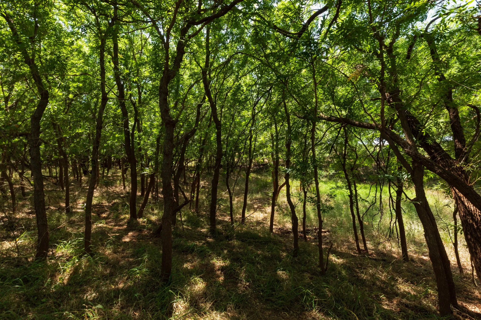 For Sale in Jones County , 9000 Private Road 496, Hawley, Texas 79525, 0, 0, Garage spaces, 0 Sqft, built in 1965, mls#21405995, Real Estate Agent in Hawley, Homes For Sale in Jones county, Homes For Sale in Hawley, Realtor in Hawley Texas, Real Estate Brokerage Independent Realty Texas, Luminita Cordes Realtor
