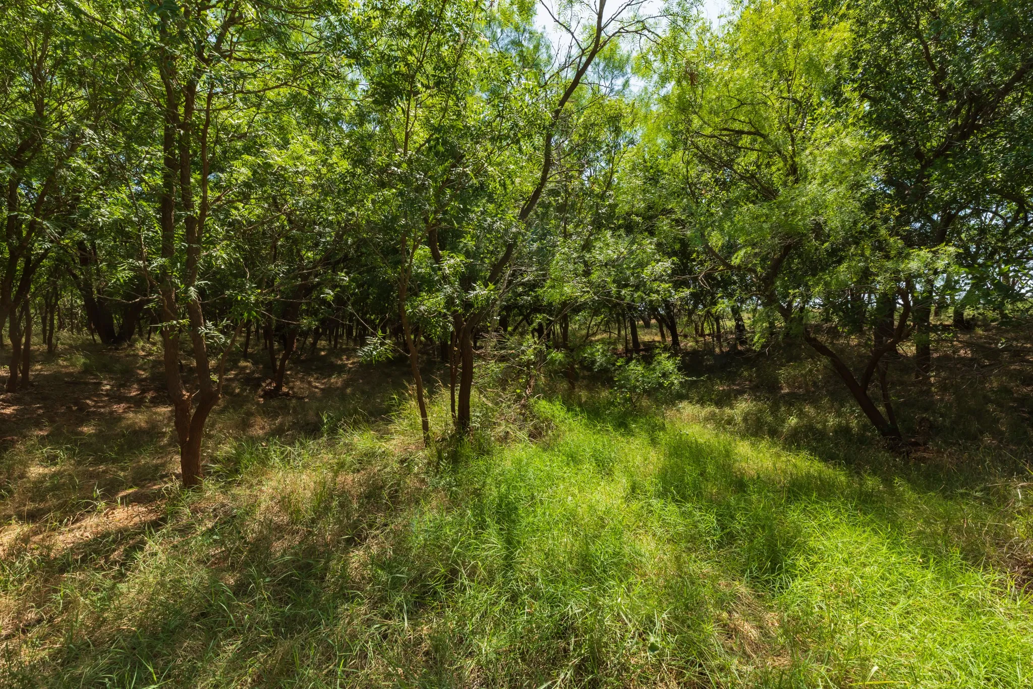For Sale in Jones County , 9000 Private Road 496, Hawley, Texas 79525, 0, 0, Garage spaces, 0 Sqft, built in 1965, mls#21405995, Real Estate Agent in Hawley, Homes For Sale in Jones county, Homes For Sale in Hawley, Realtor in Hawley Texas, Real Estate Brokerage Independent Realty Texas, Luminita Cordes Realtor